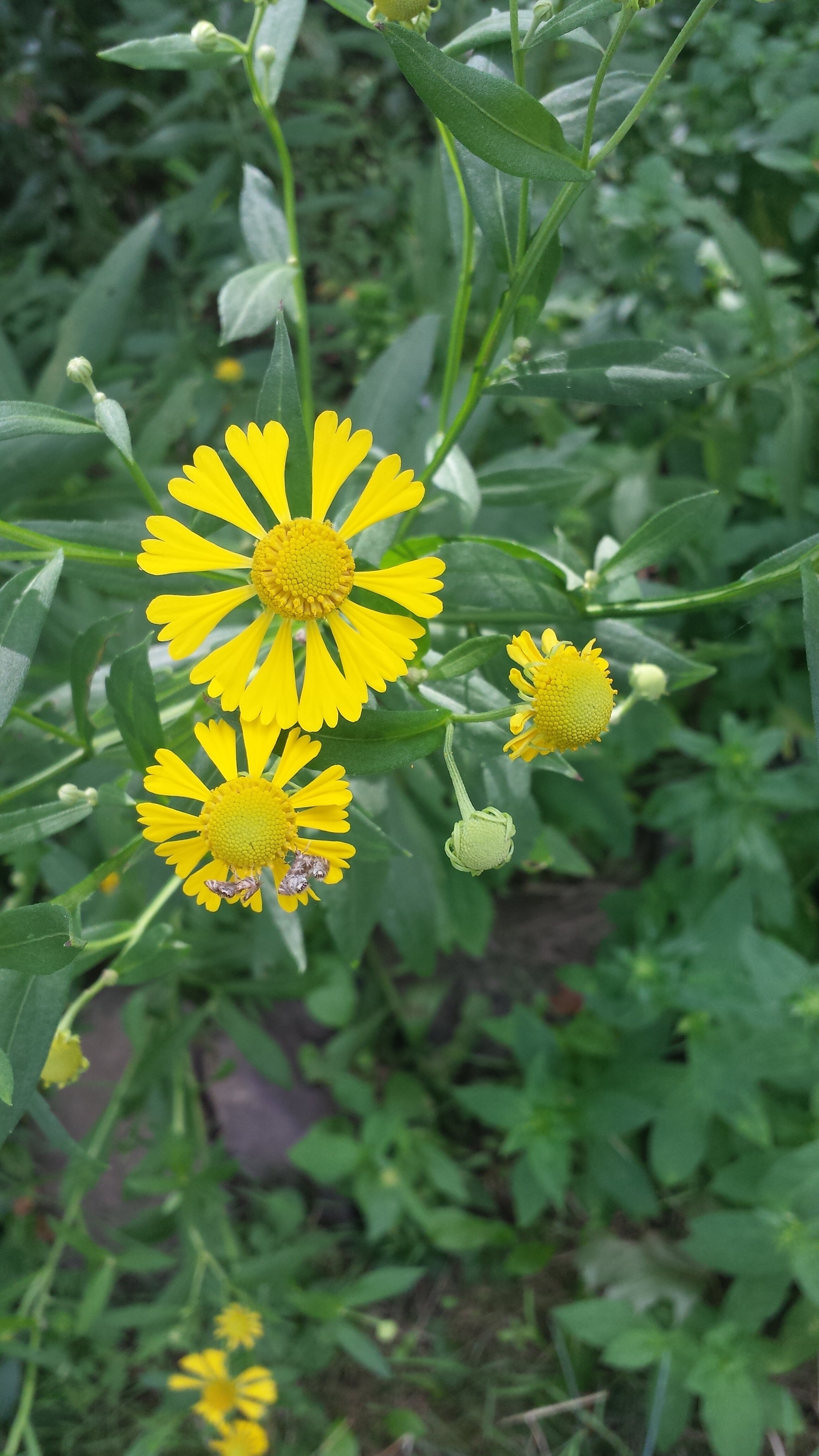 Helenium+autumnale+PWC.jpg
