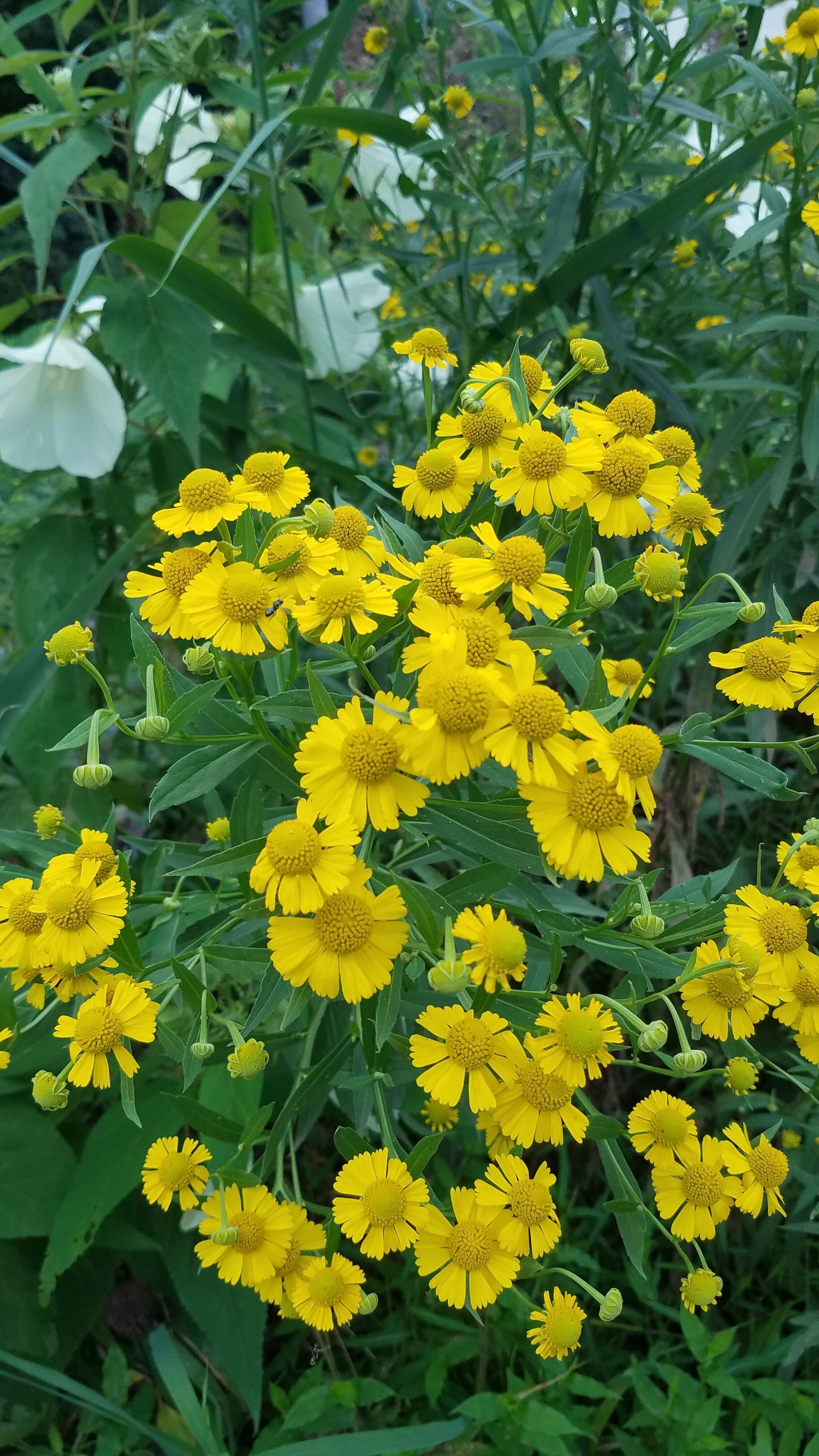 Helenium+autumnale+PWC+4.jpg