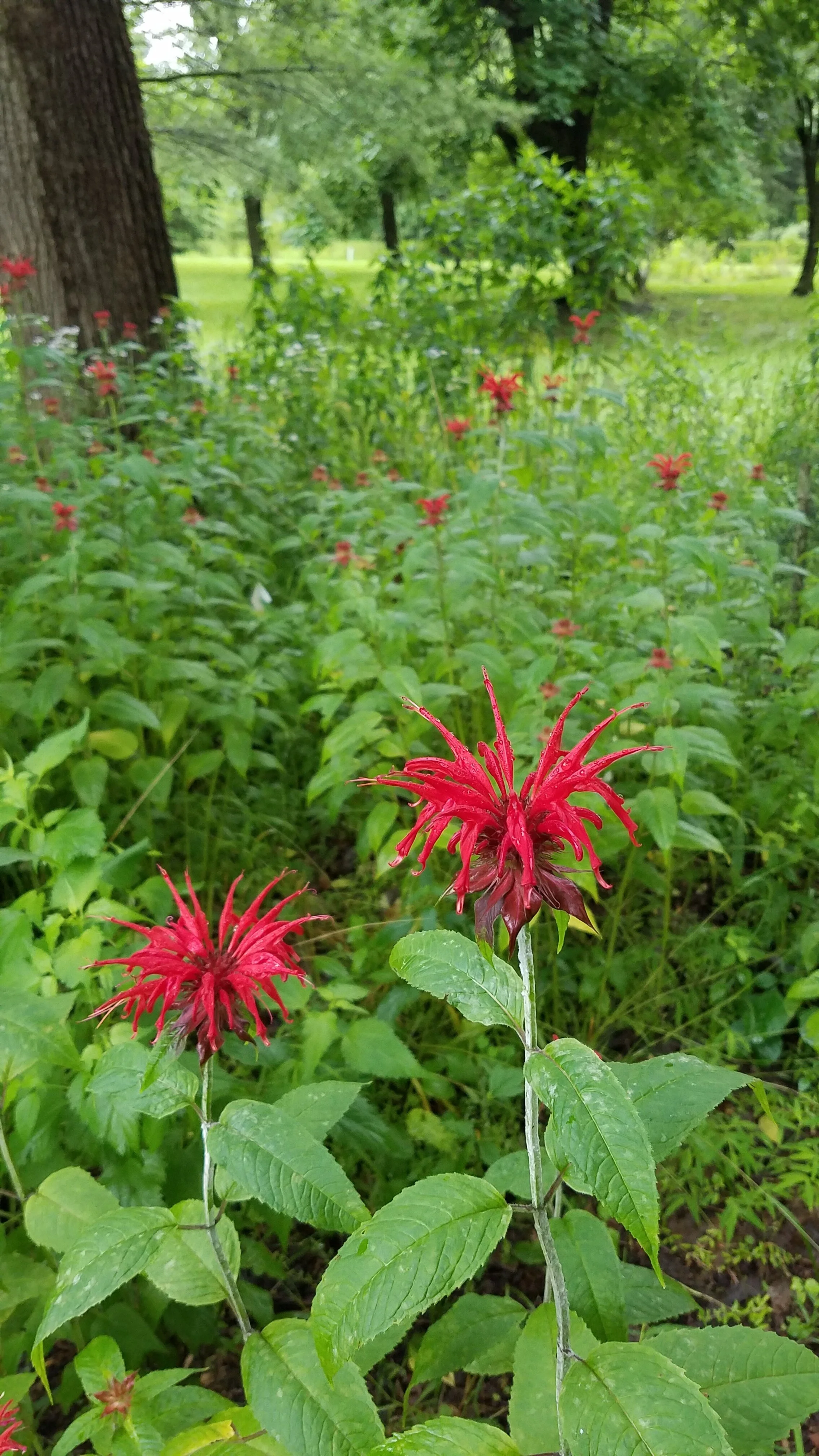 Monarda+didyma+PWC.jpg