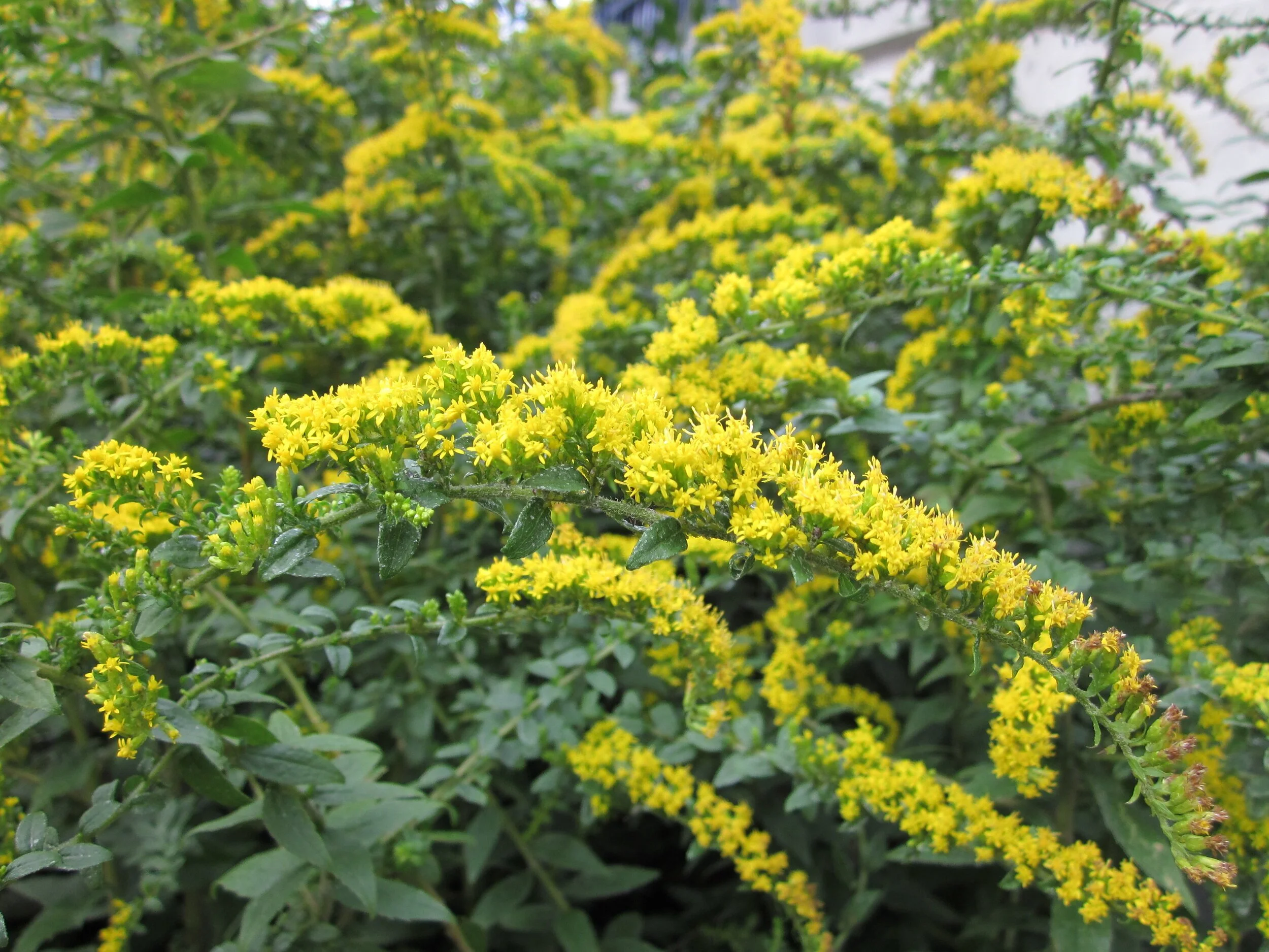 Wrinkleleaf Goldenrod 'Fireworks' - Solidago rugosa