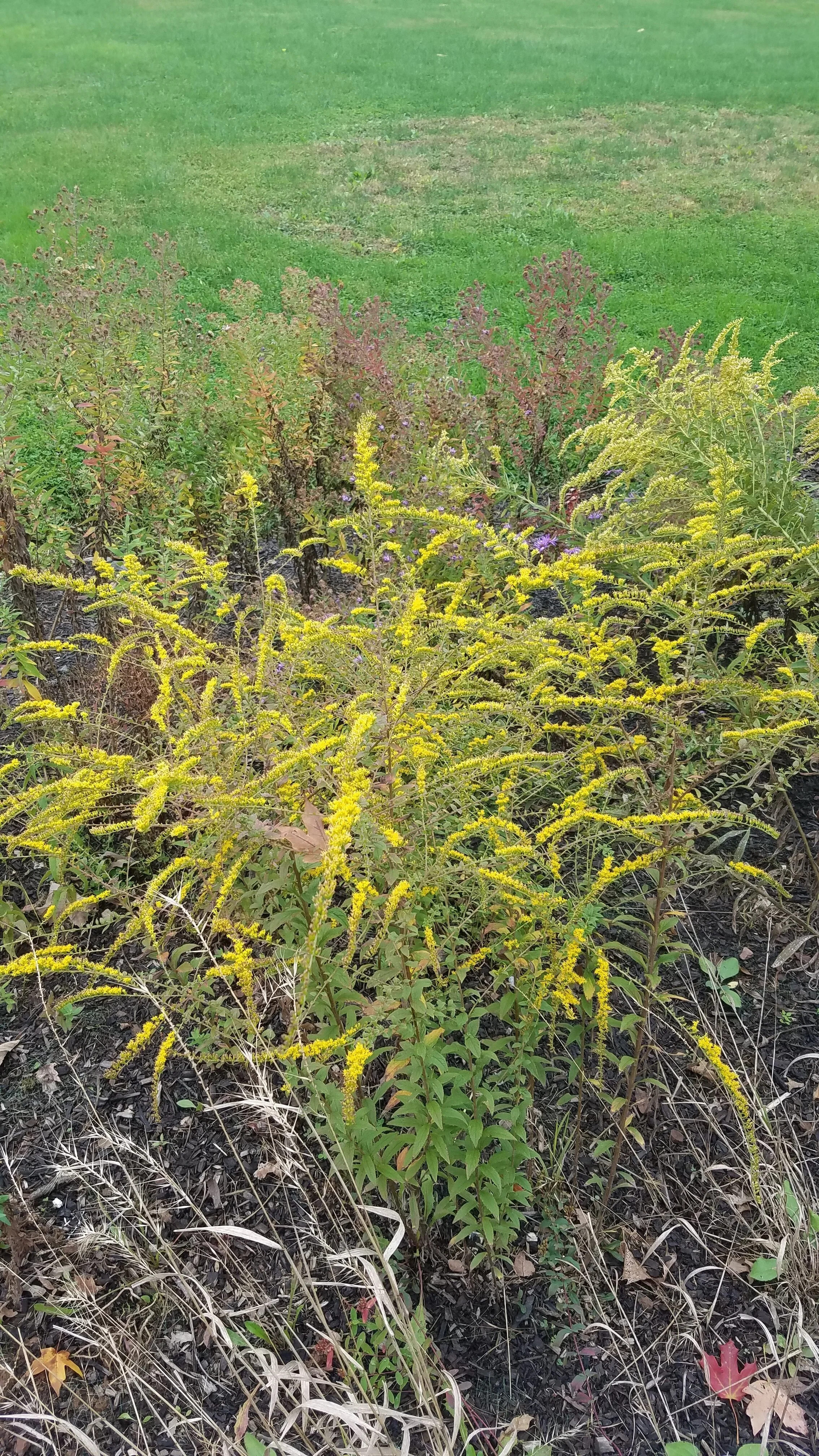 Solidago+rugosa+PWC.jpg
