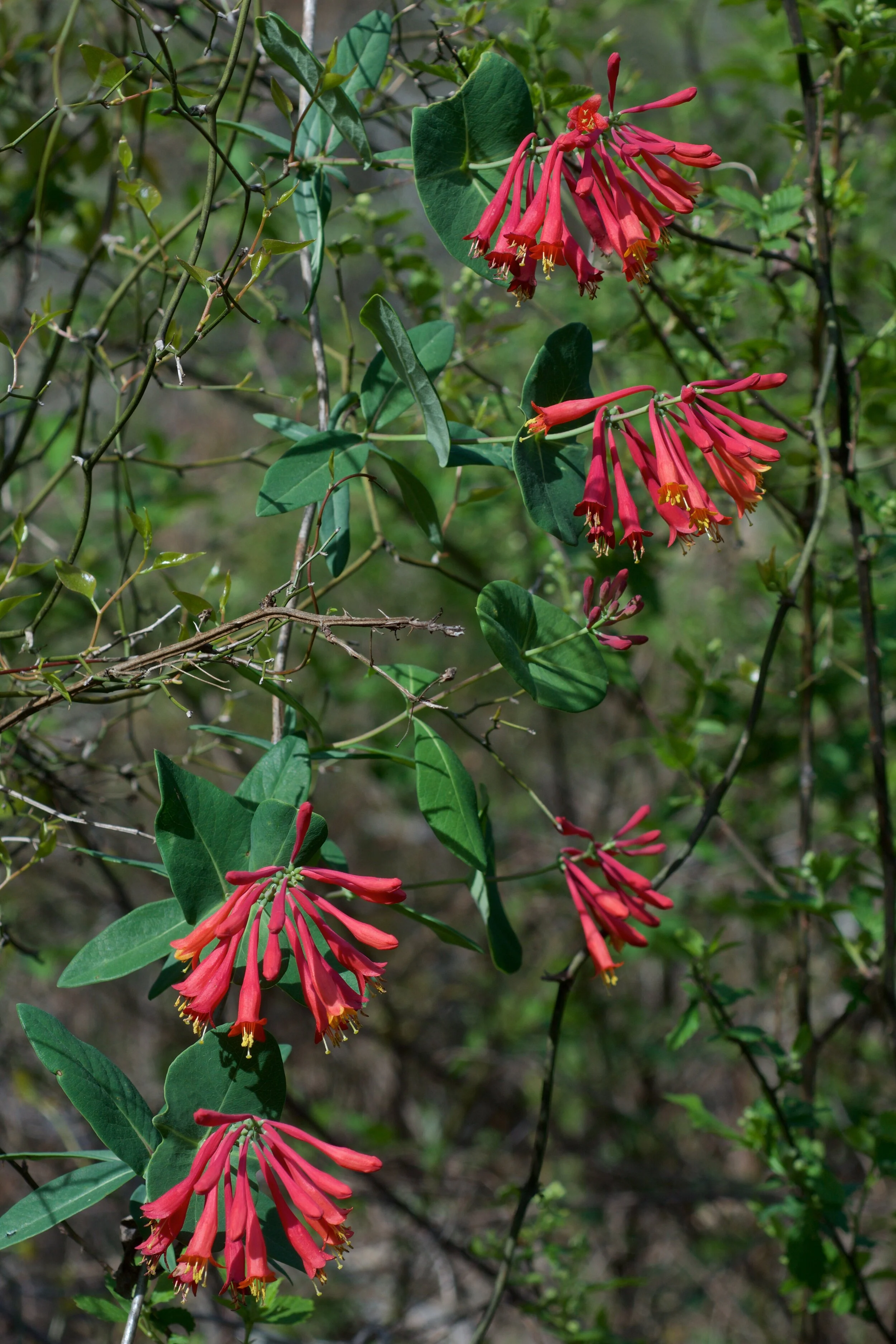 Lonicera+sempervirens.jpg