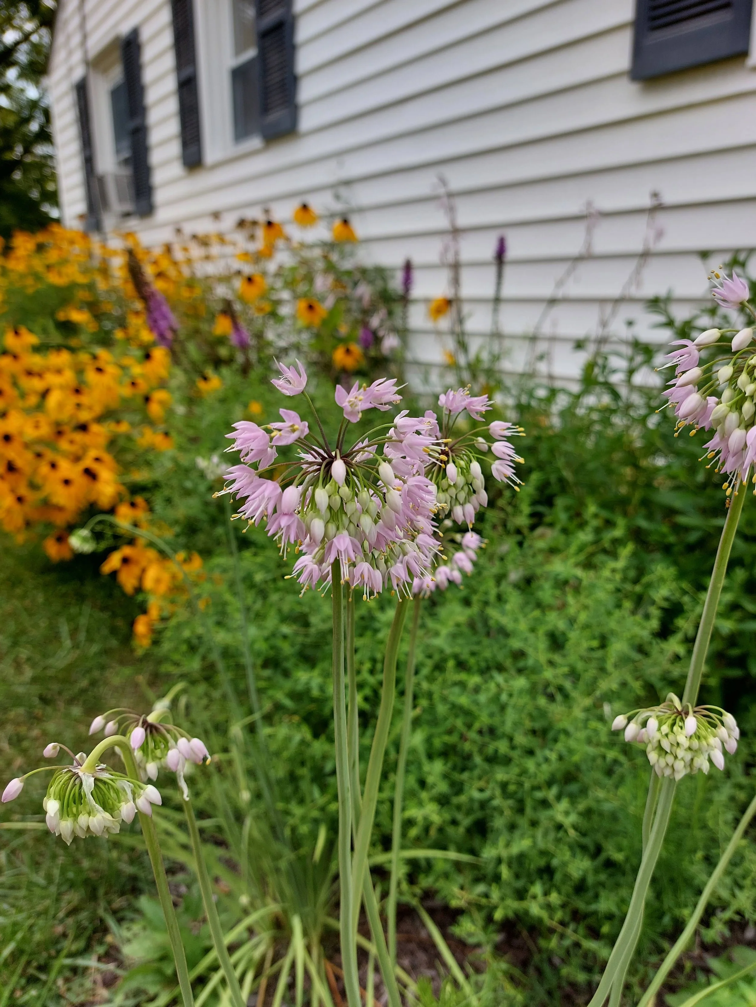 Nodding Onion - Allium cernuum
