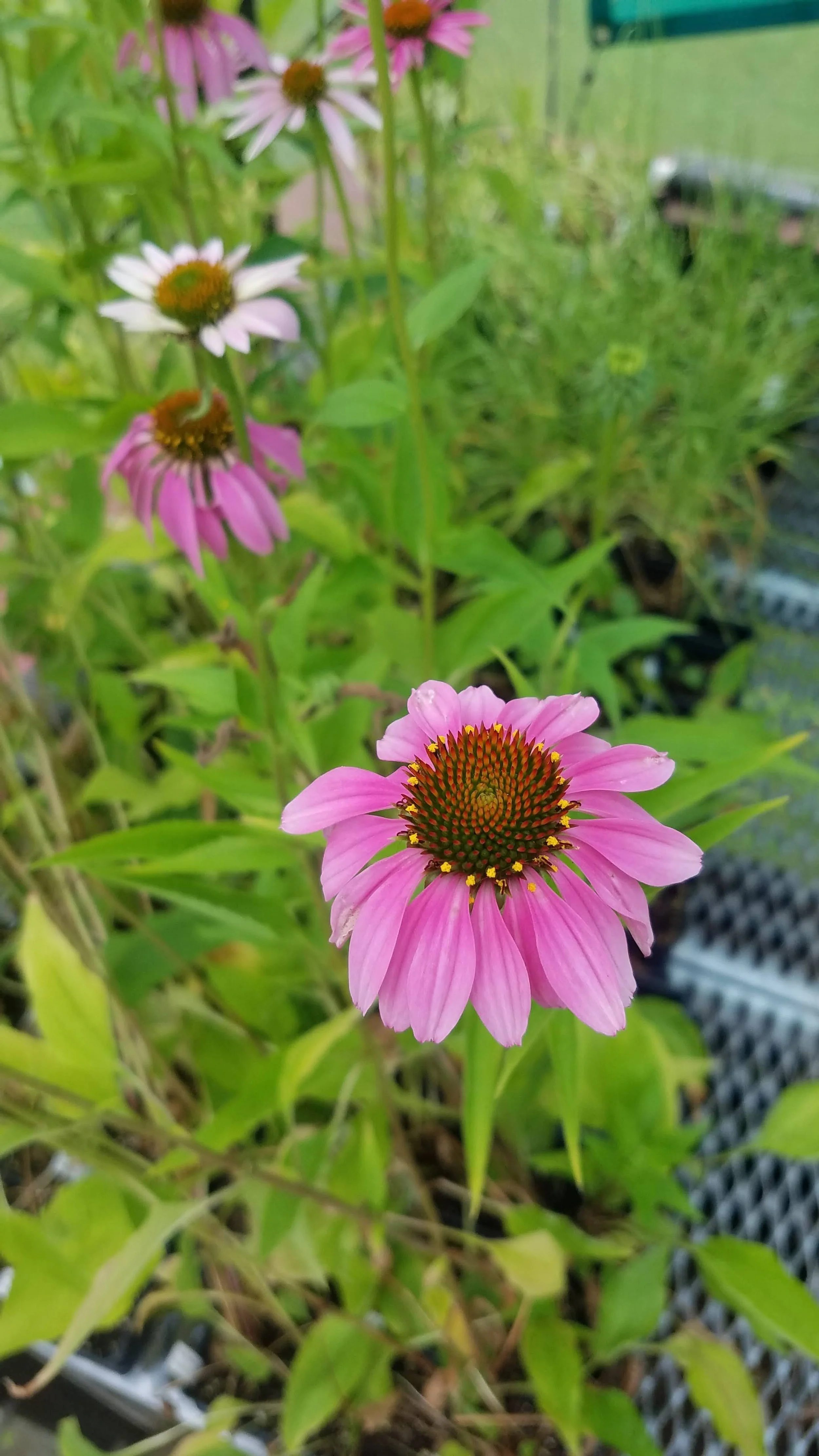 20210621_094821+%281%29.jpg