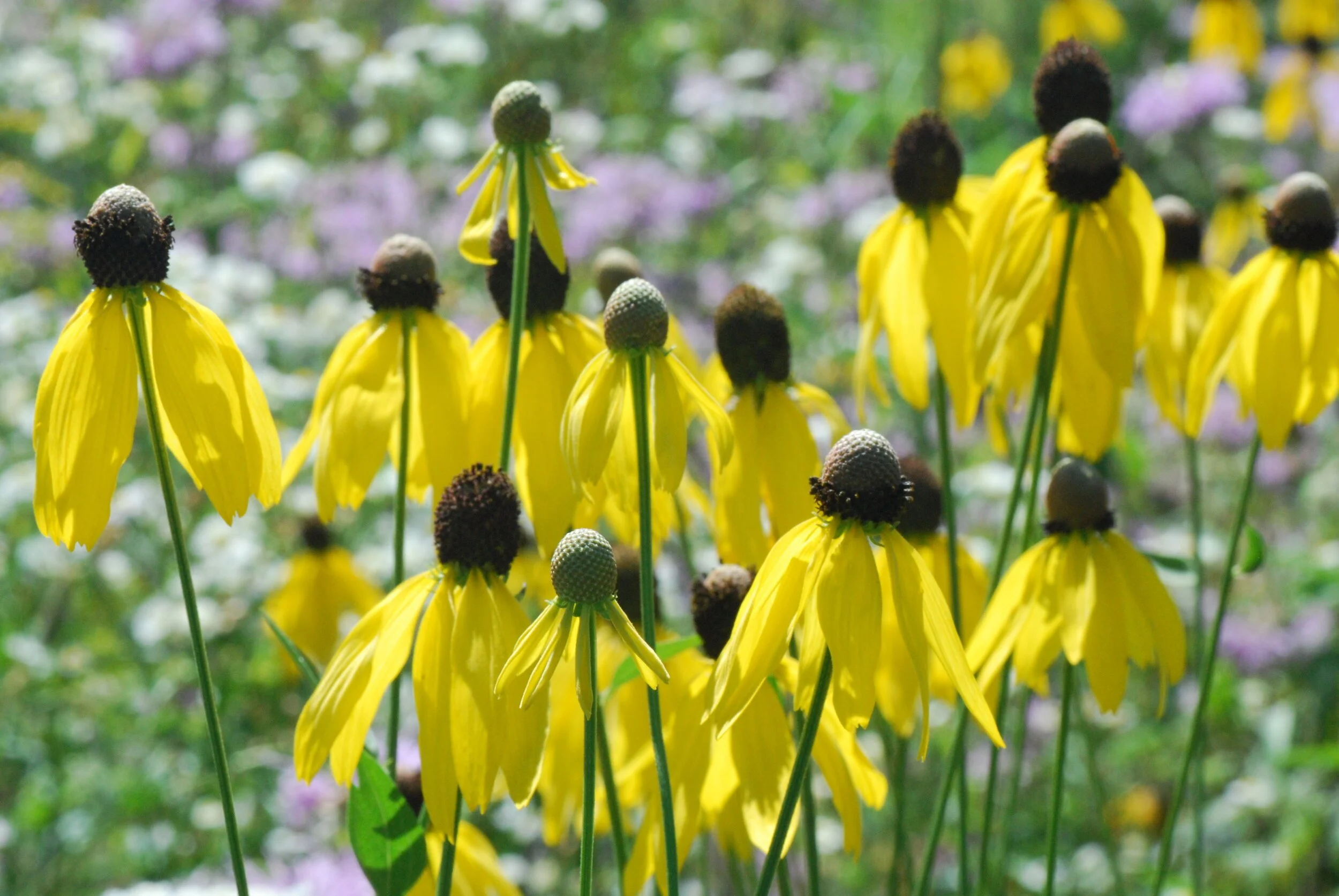 Greyheaded Coneflower - Ratibida pinnata
