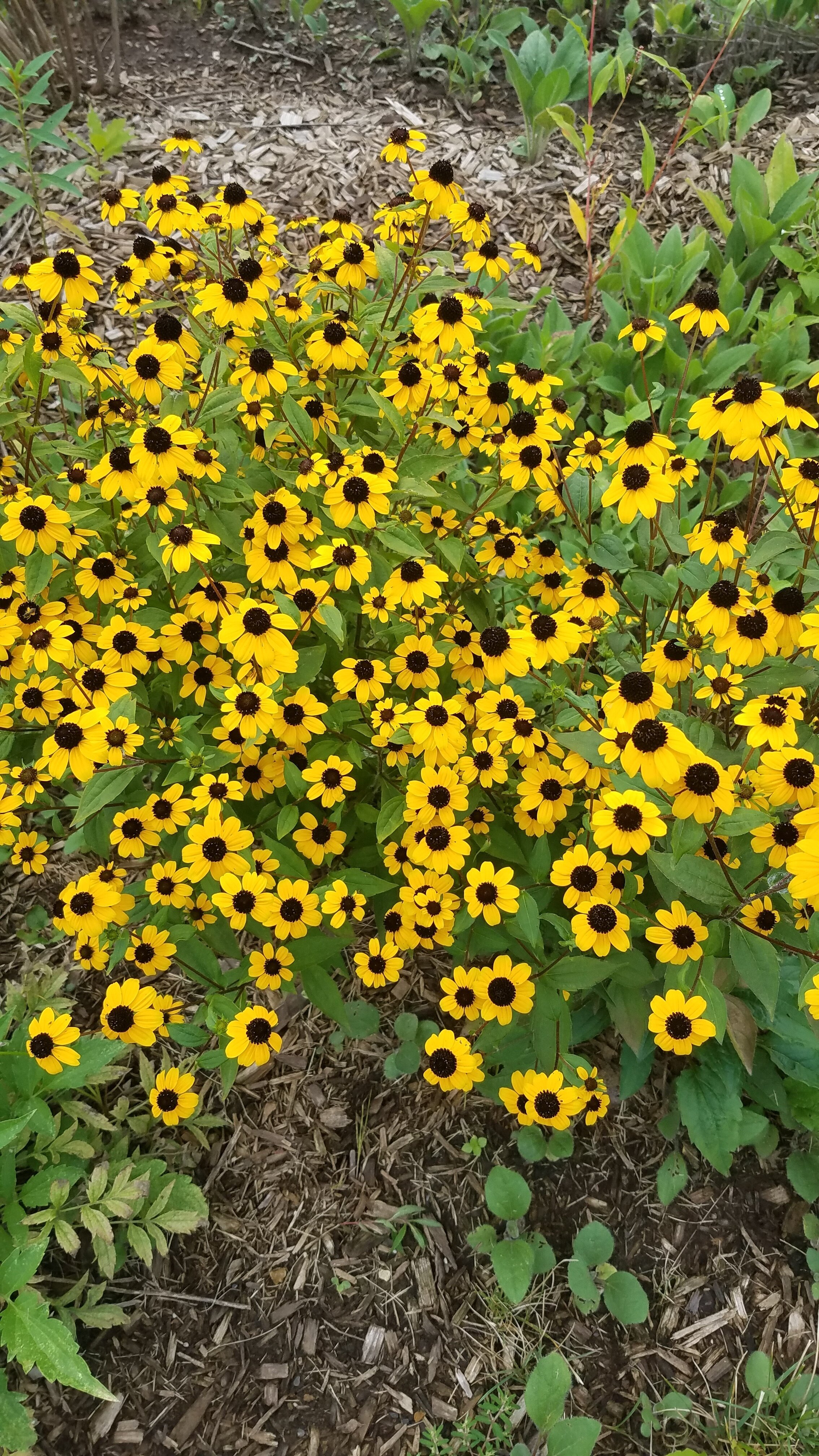 Rudbeckia+triloba+PWC+2.jpg