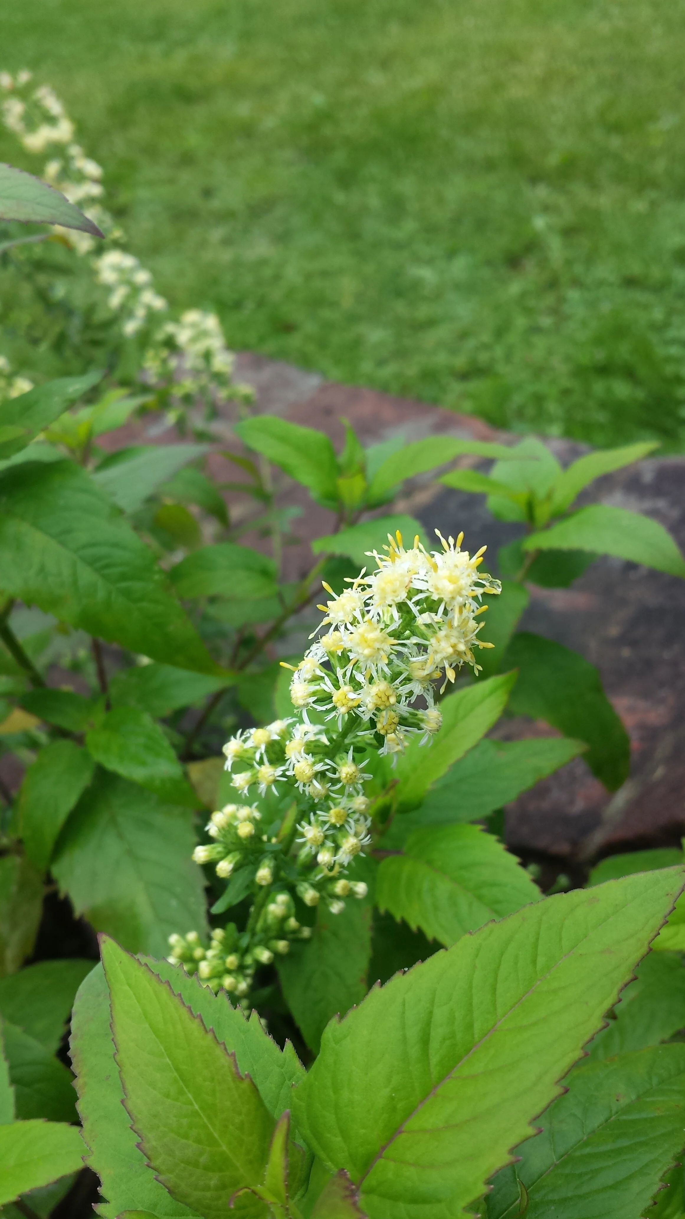 White Goldenrod - Solidago bicolor