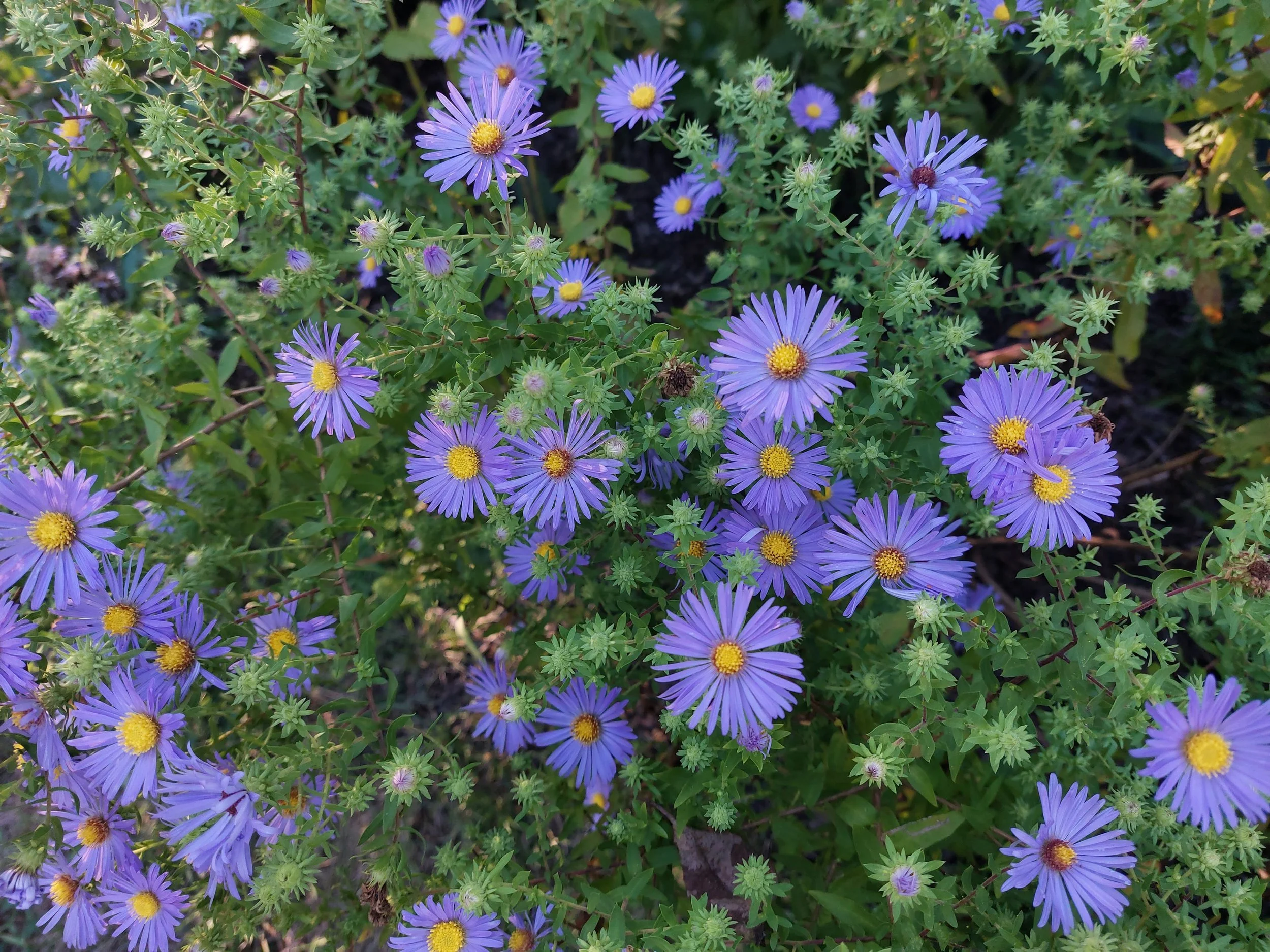 Aromatic Aster - Symphyotrichum oblongifolium