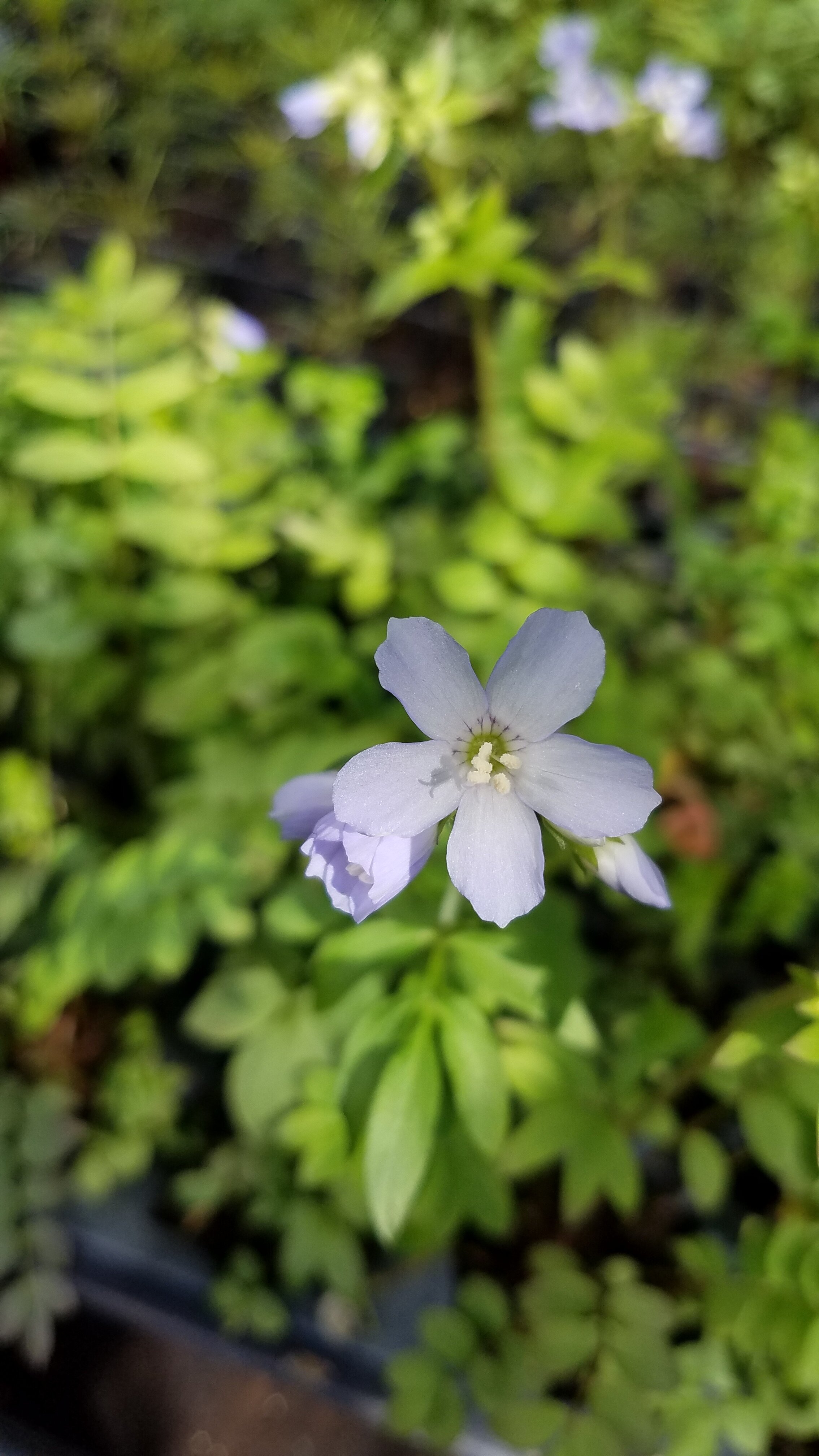 Polemonium+reptans+PWC.jpg