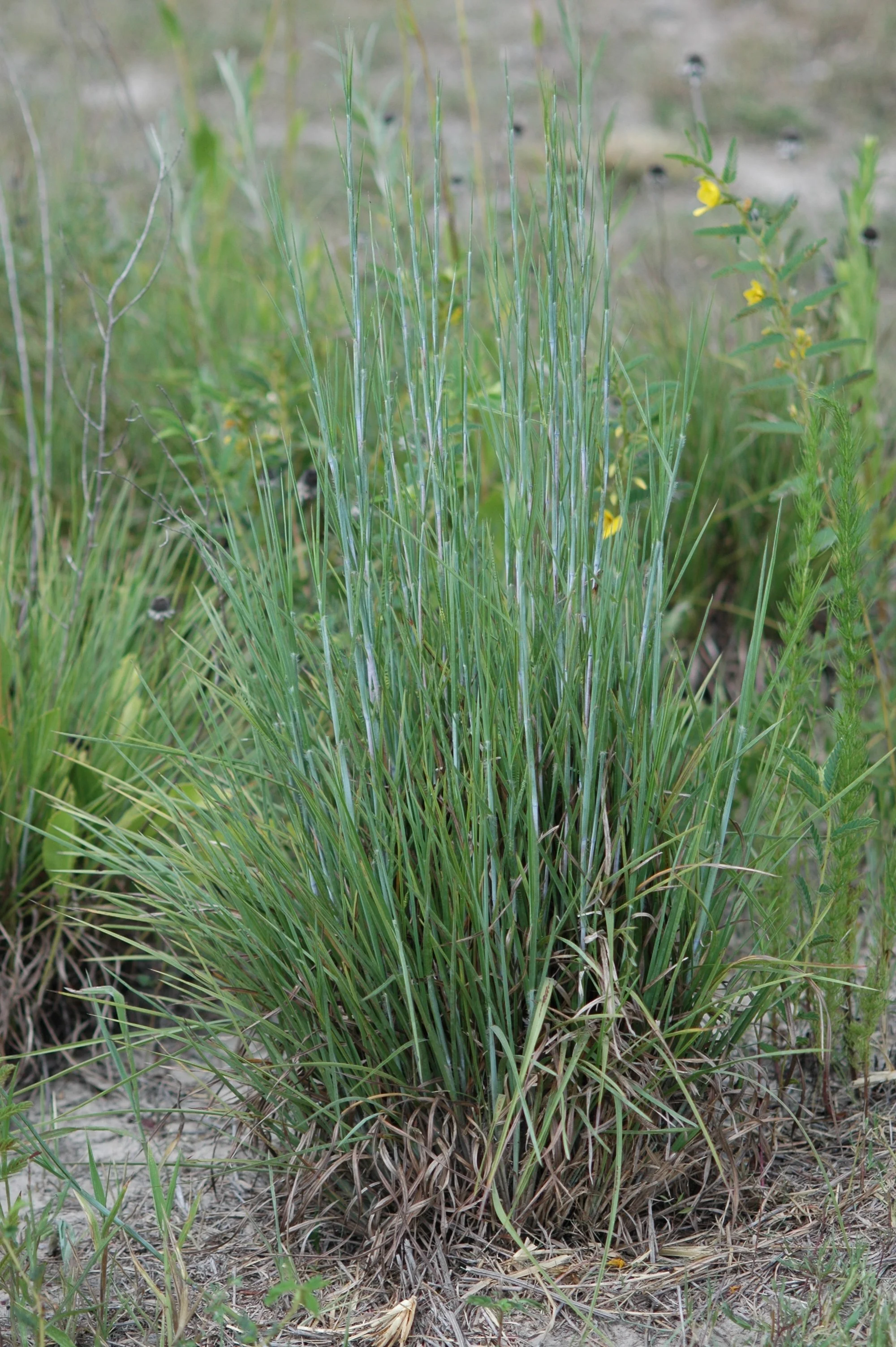 Little Bluestem - Schizachyrium scoparium