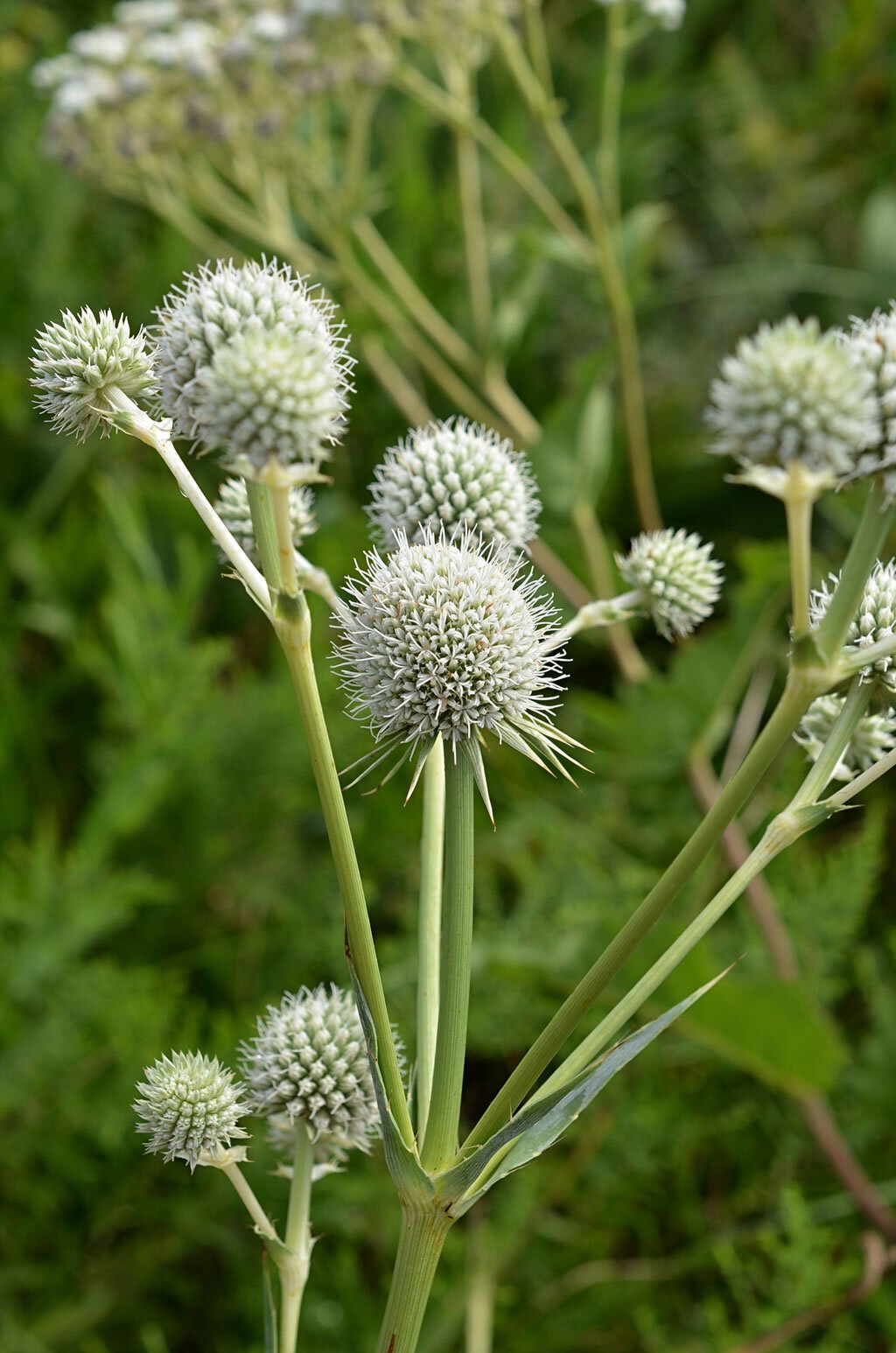 Rattlesnake Master - Eryngium yuccifolium