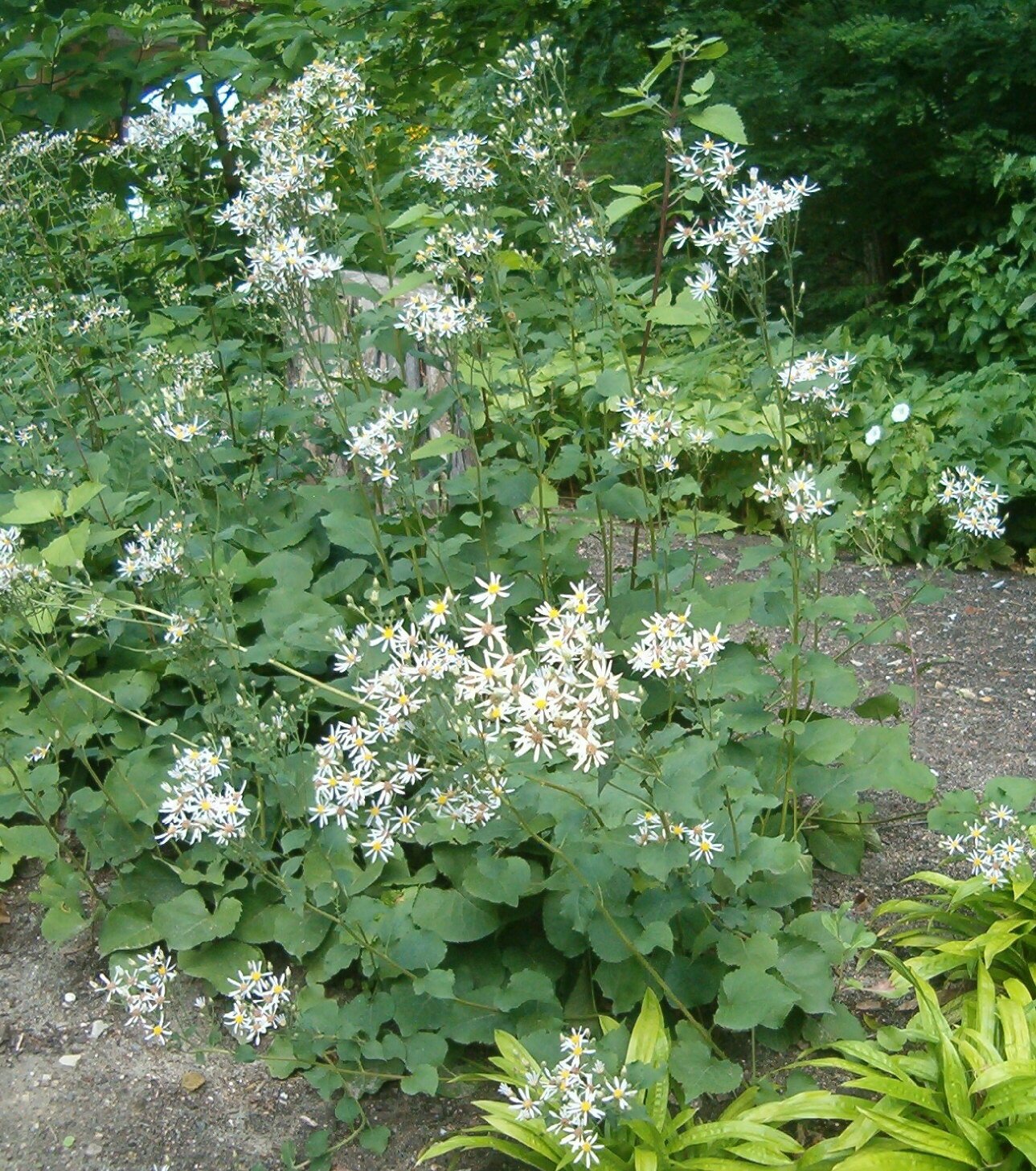 Eurybia+macrophylla.jpg