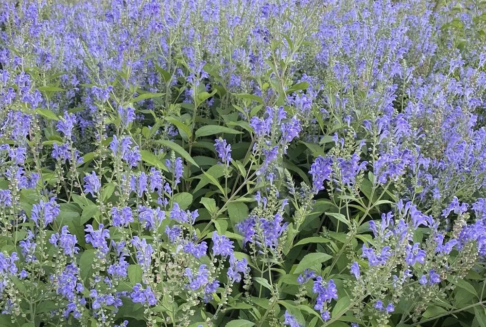 Downy Skullcap - Scutellaria incana