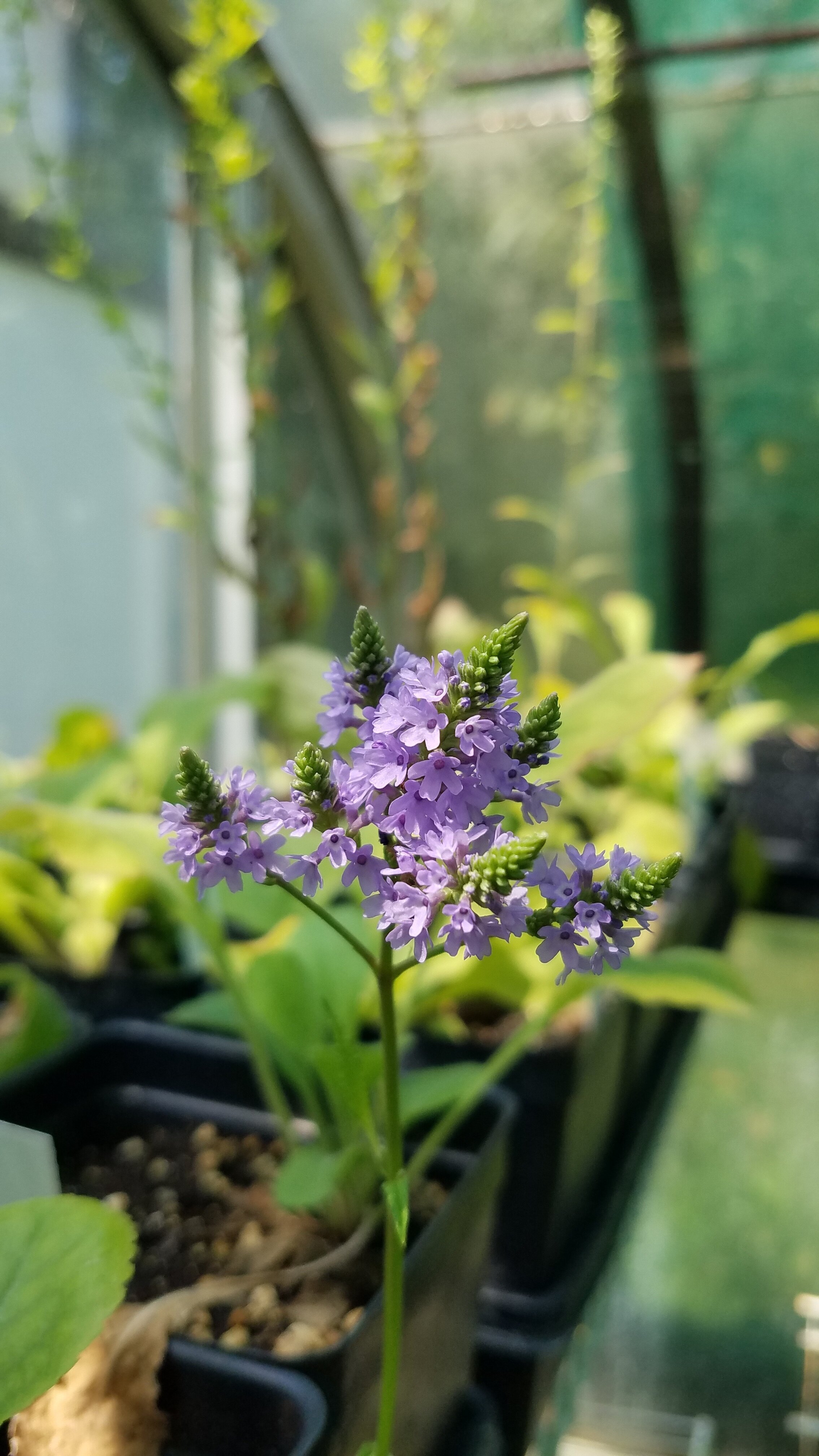 Verbena+hastata+PWC+3.jpg