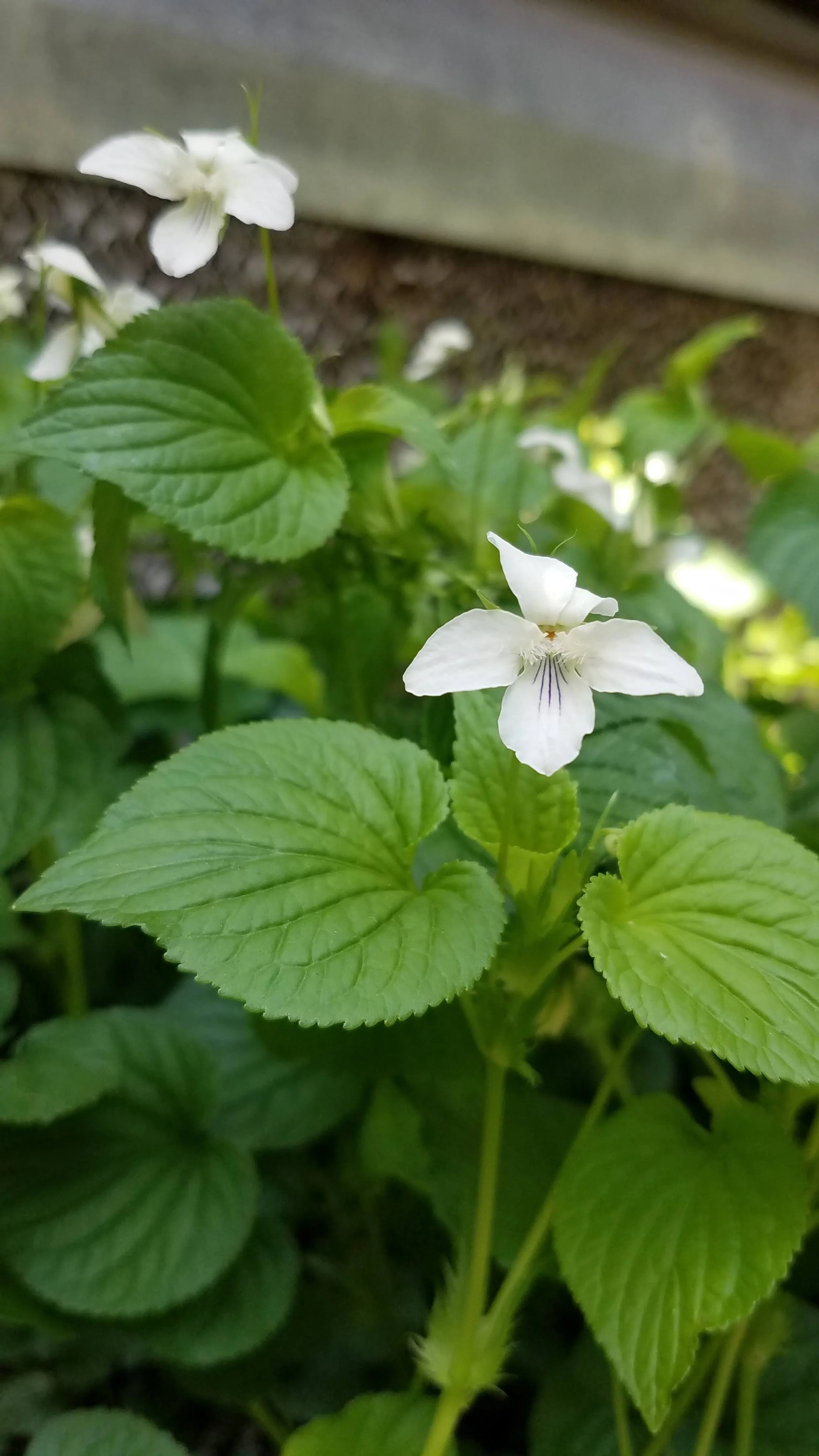 Striped Cream Violet - Viola striata