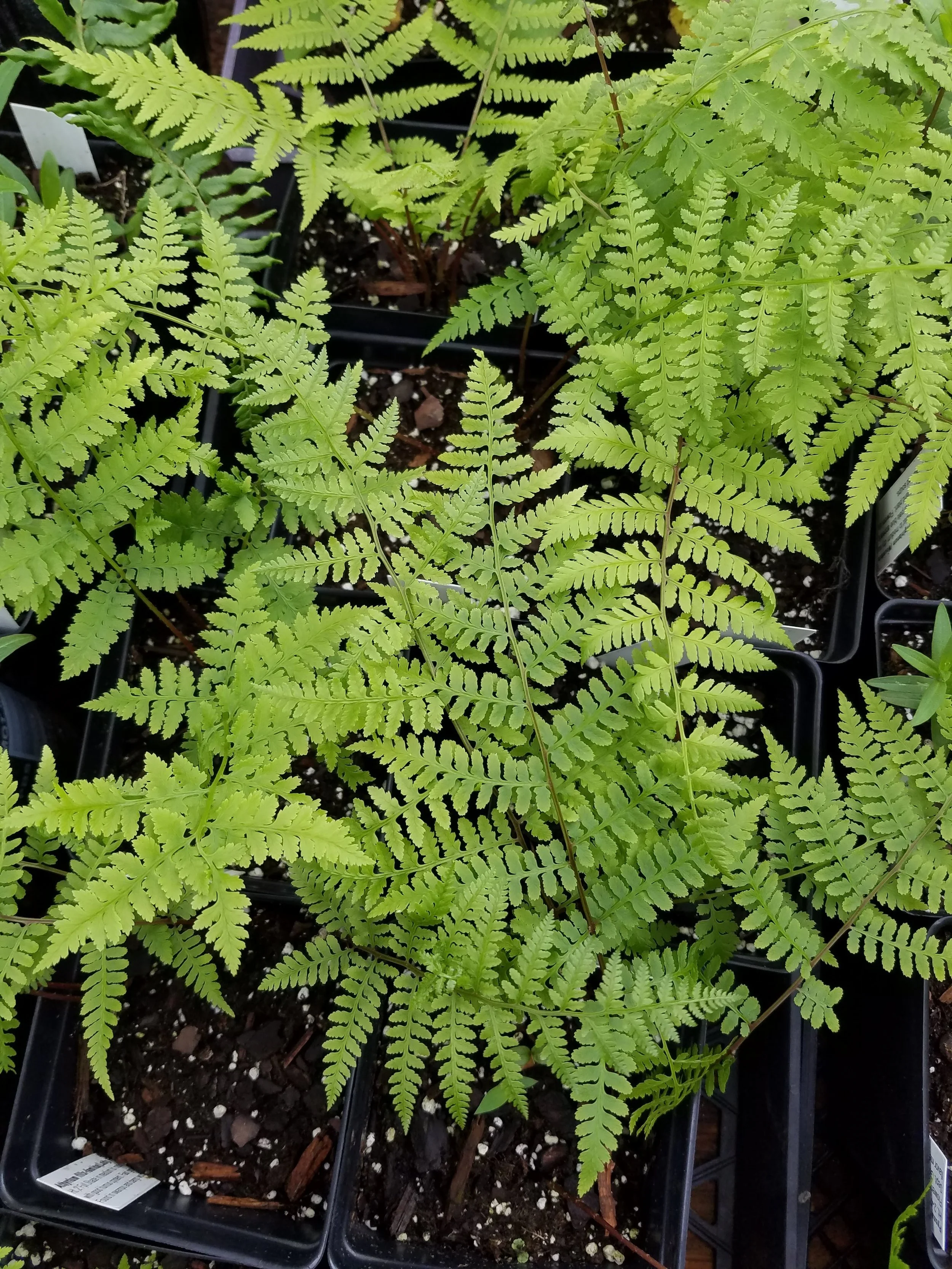 Athyrium+felix-femina+PWC.jpg
