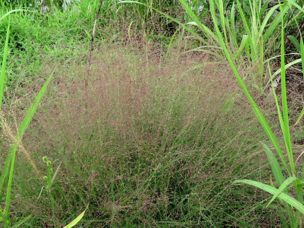 Purple Lovegrass - Eragrostis spectabilis