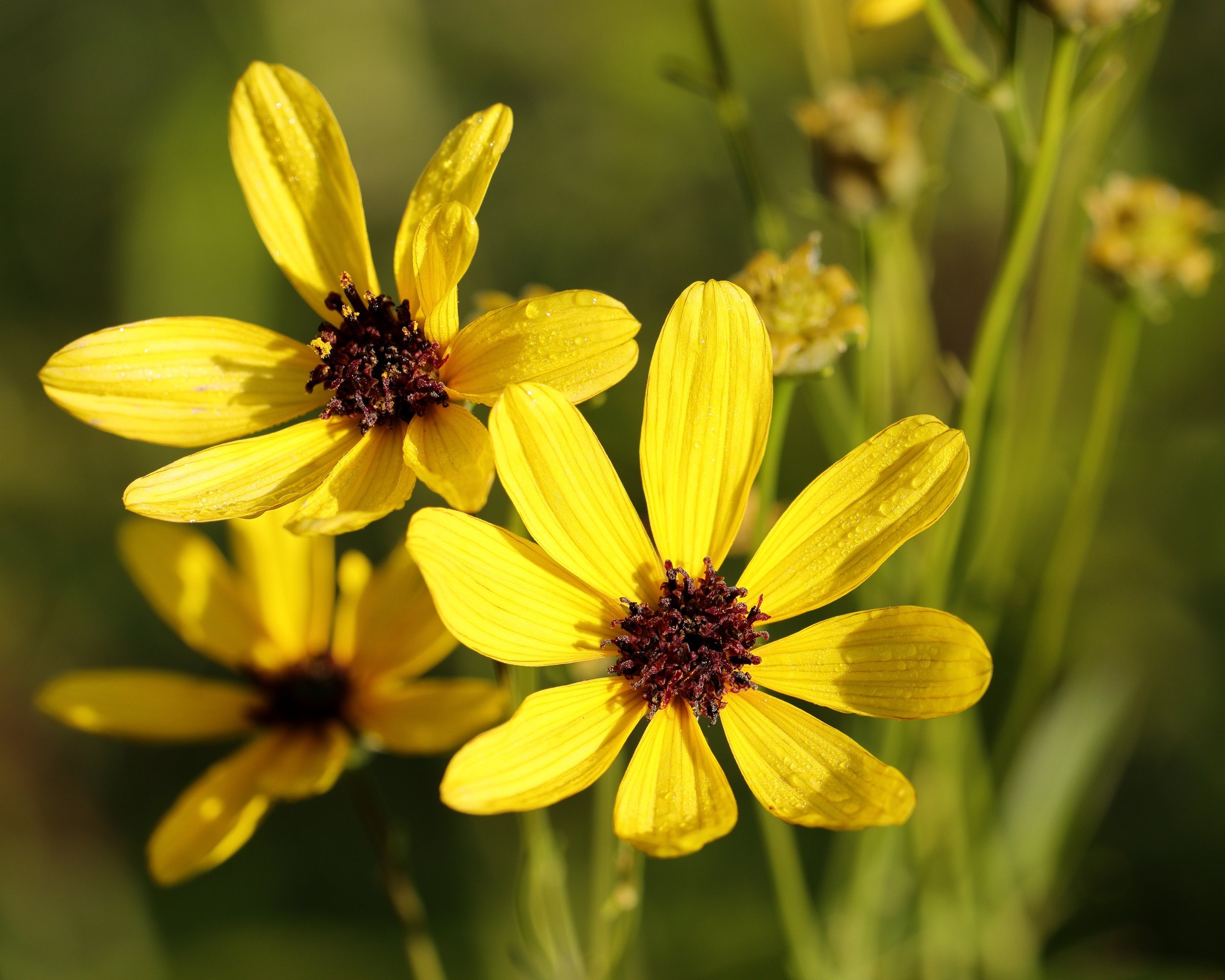 Coreopsis_tripteris_JRVdH_02.jpg