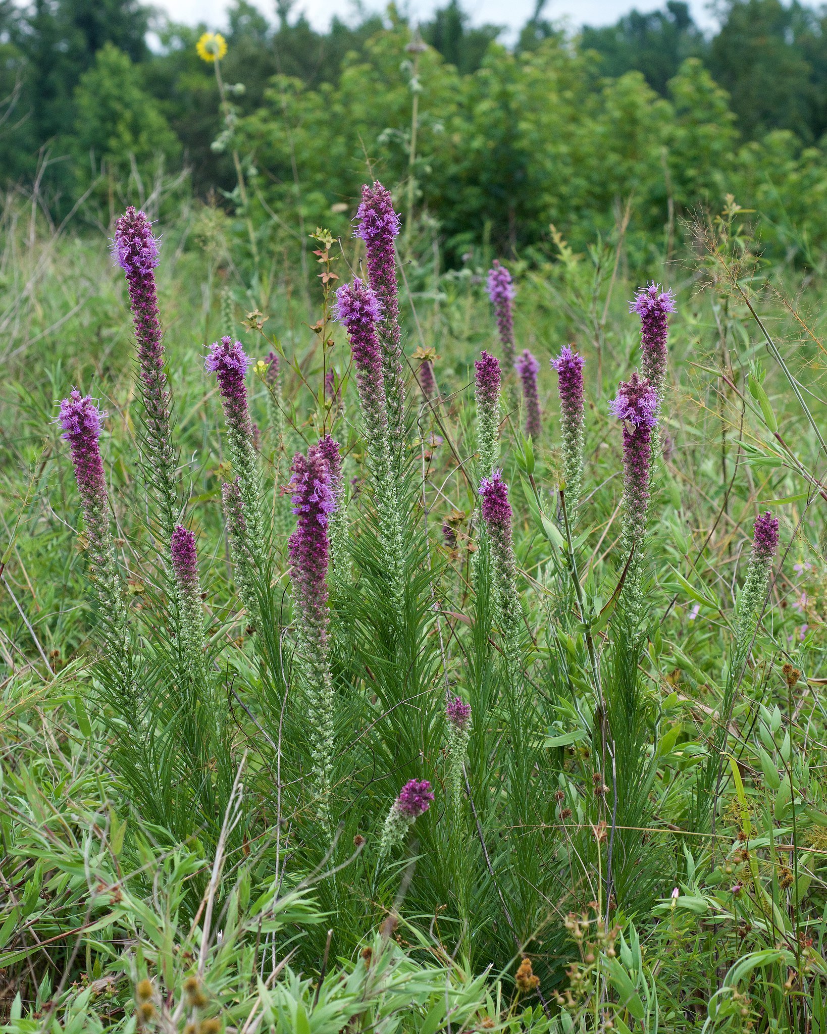 Liatris_pycnostachya_var._pycnostachya+%281%29.jpg