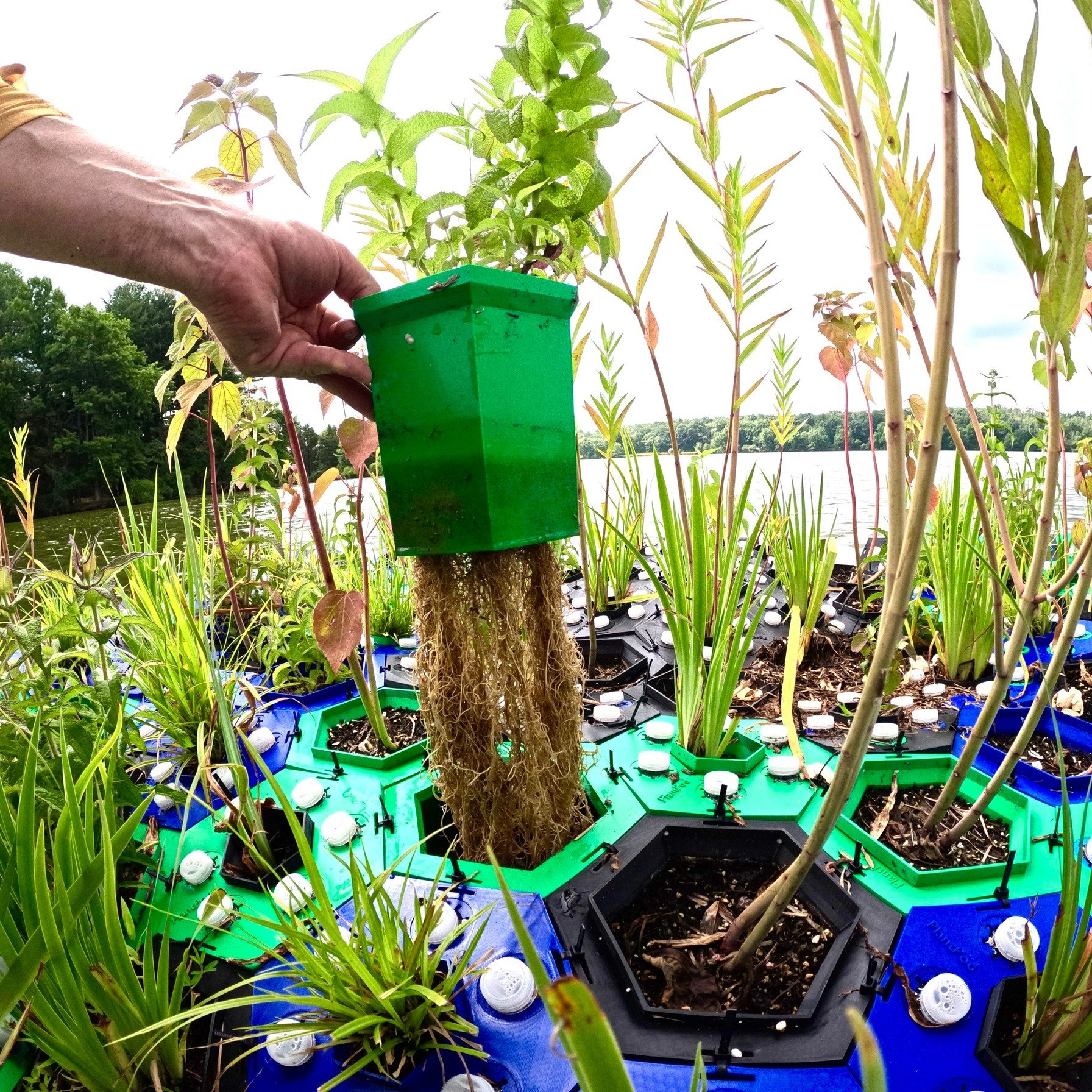 Learn about PlantPods with us on July 12th! PlantPods are 3D printed floating wetland systems that harness the power of native plants to remove excess nutrients from waterways. These lightweight structures are kept afloat by discarded water bottles f