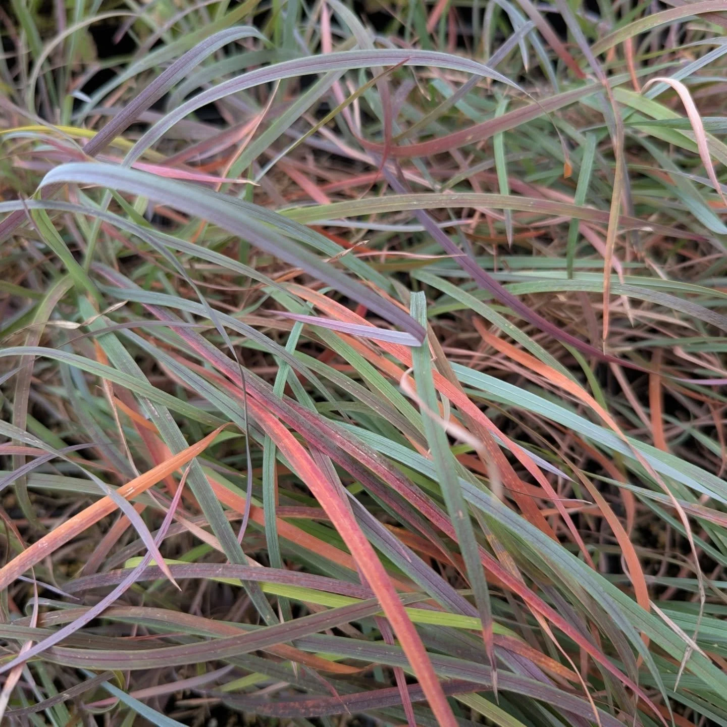 Who says fall color is only for the trees? Not these PA native grasses! Native grasses offer a wealth of environmental benefits while also producing some wonderful fall color! What's your favorite PA native grass species? 

Pictured:
Little Bluestem
