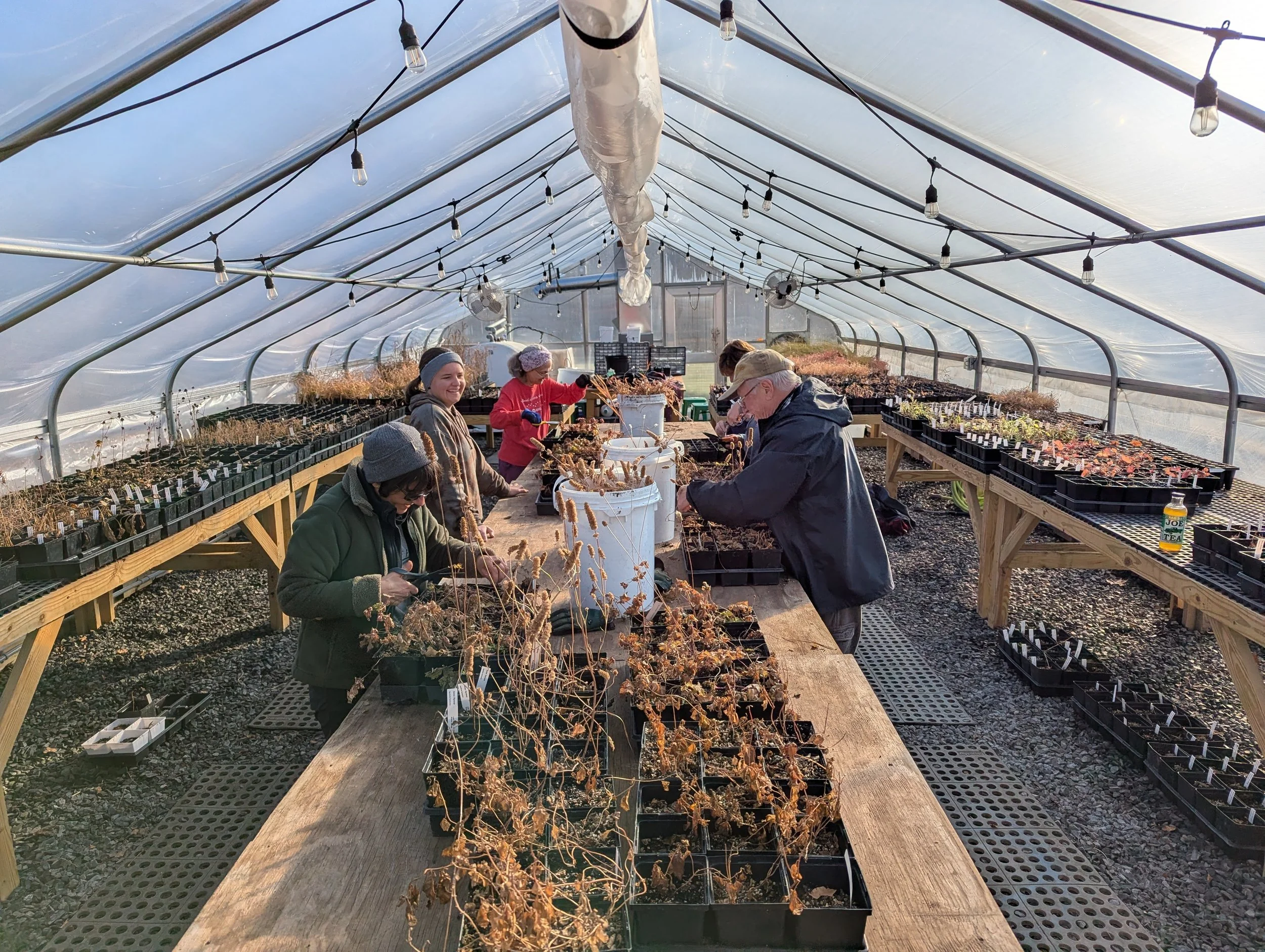 Native Seed Saving &amp; Sowing Workshop