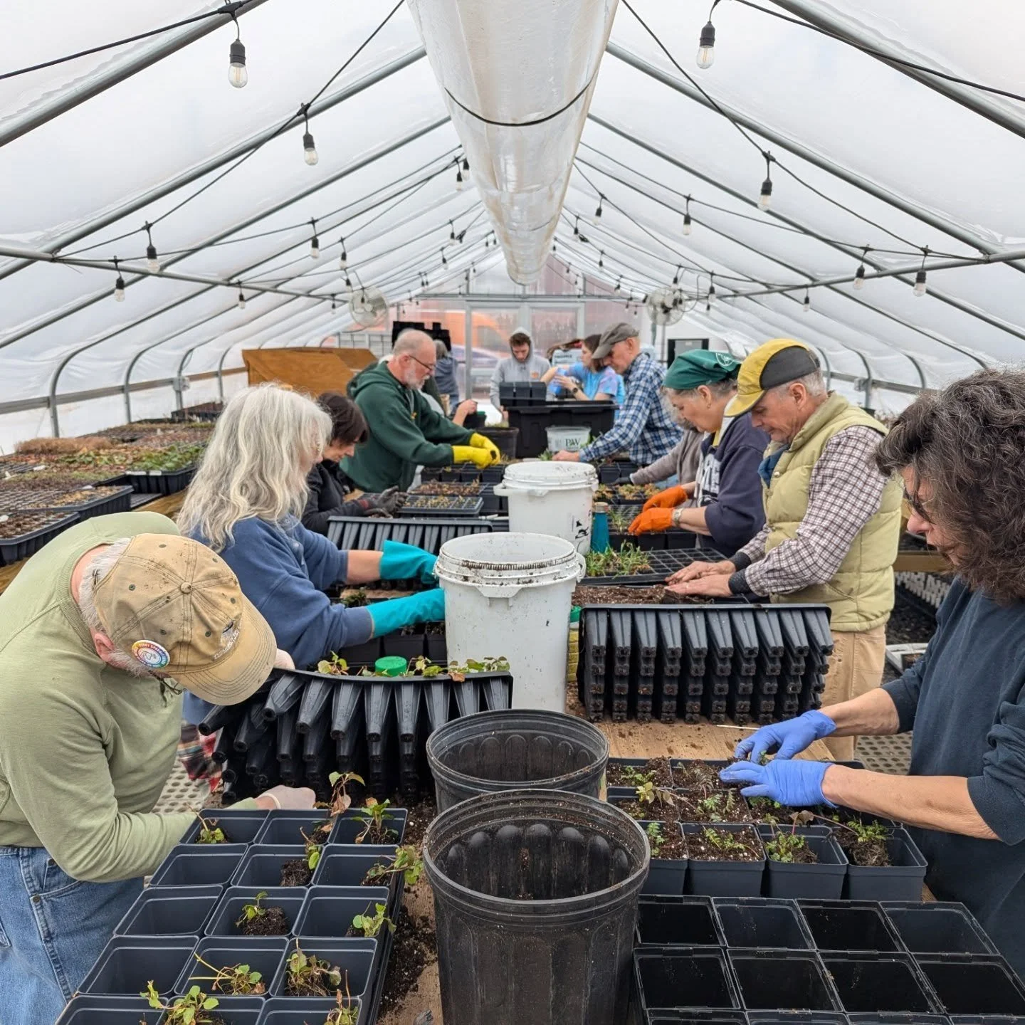 It's officially spring at the Conservancy's greenhouse!! Thousands of native plants have arrived and our volunteers are hard at work preparing them for the 2026 Native Plant Sale and all of our conservation projects! Join us for an upcoming native pl