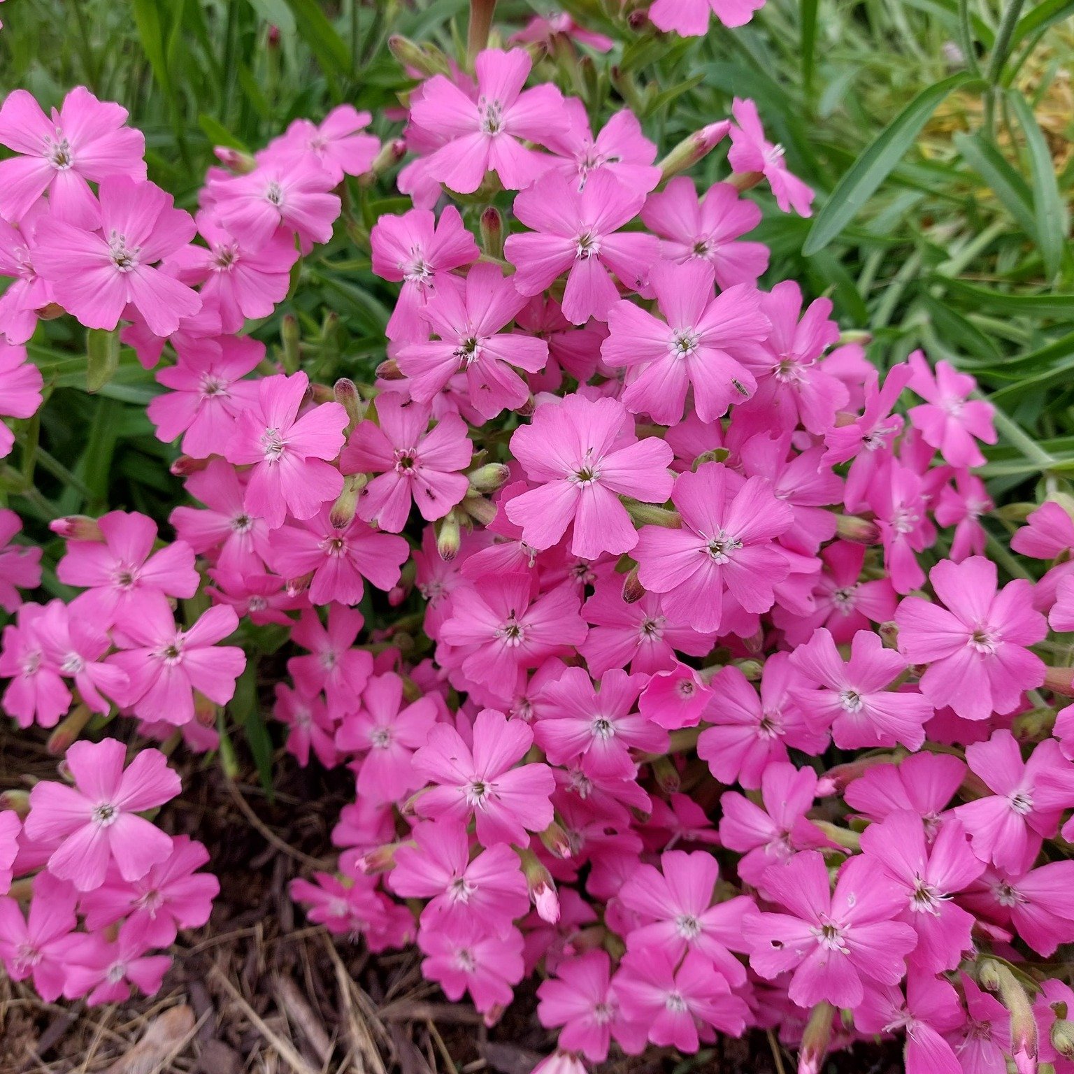 Don't miss the Lawn to Garden Workshop held during the Native Plant Sale on Saturday, May 9th at 2 pm! Learn about reducing lawn area and get a plant voucher you can use at the Sale. Learn more and register on our website: www.perkiomenwatershed.org/