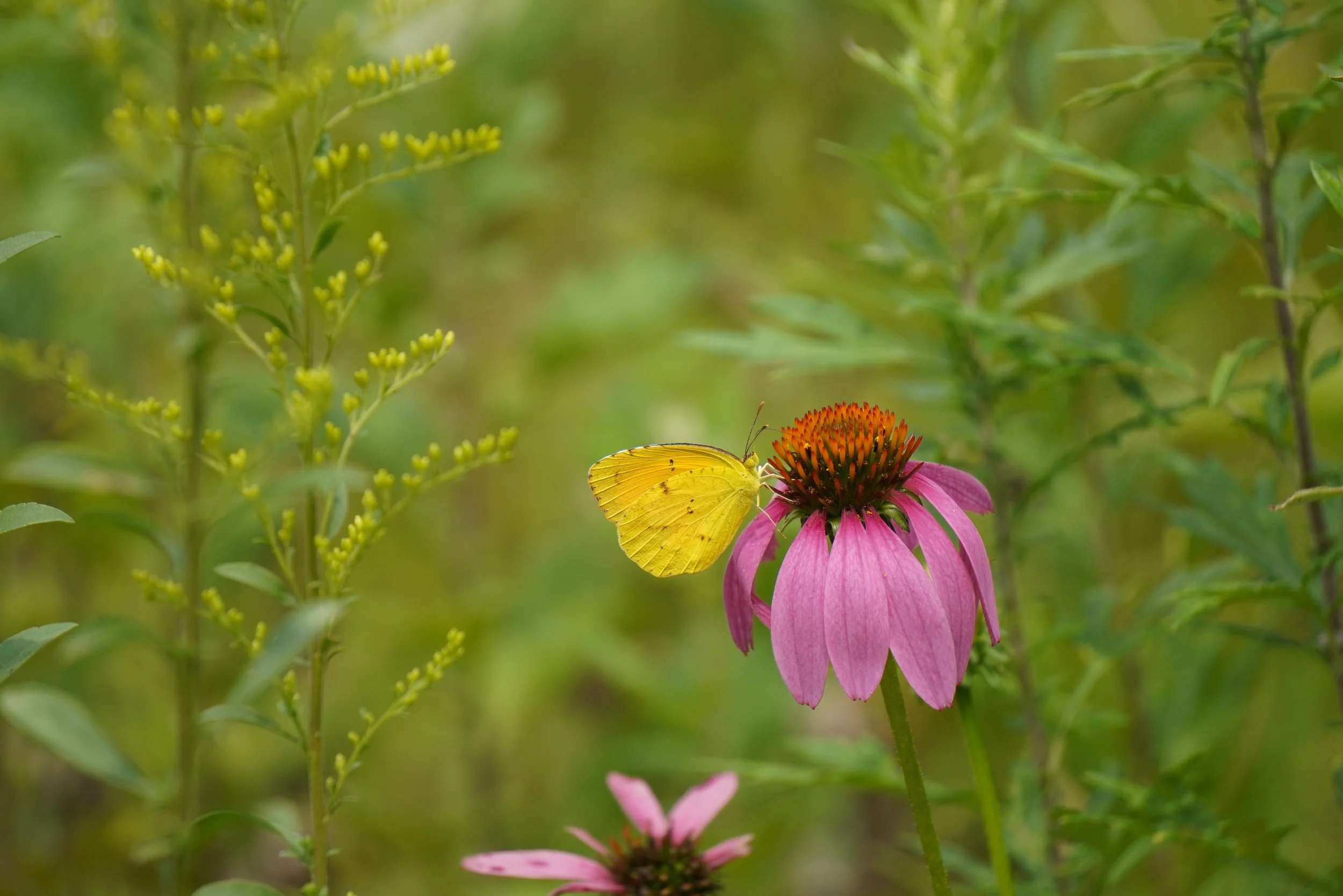 Lawn to Garden Workshop at the Native Plant Sale