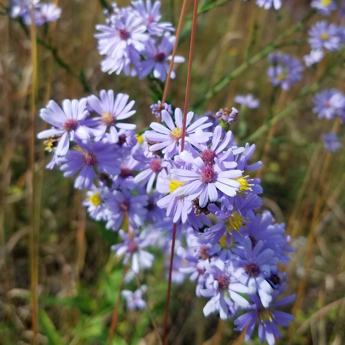Native Plant Sale Online Pre-Ordering is OPEN NOW!! Pre-order your favorite species now and pick them up during the in-person Native Plant Sale on Mother's Day Weekend. Learn more and pre-order now: www.perkiomenwatershed.org/native-plant-sale