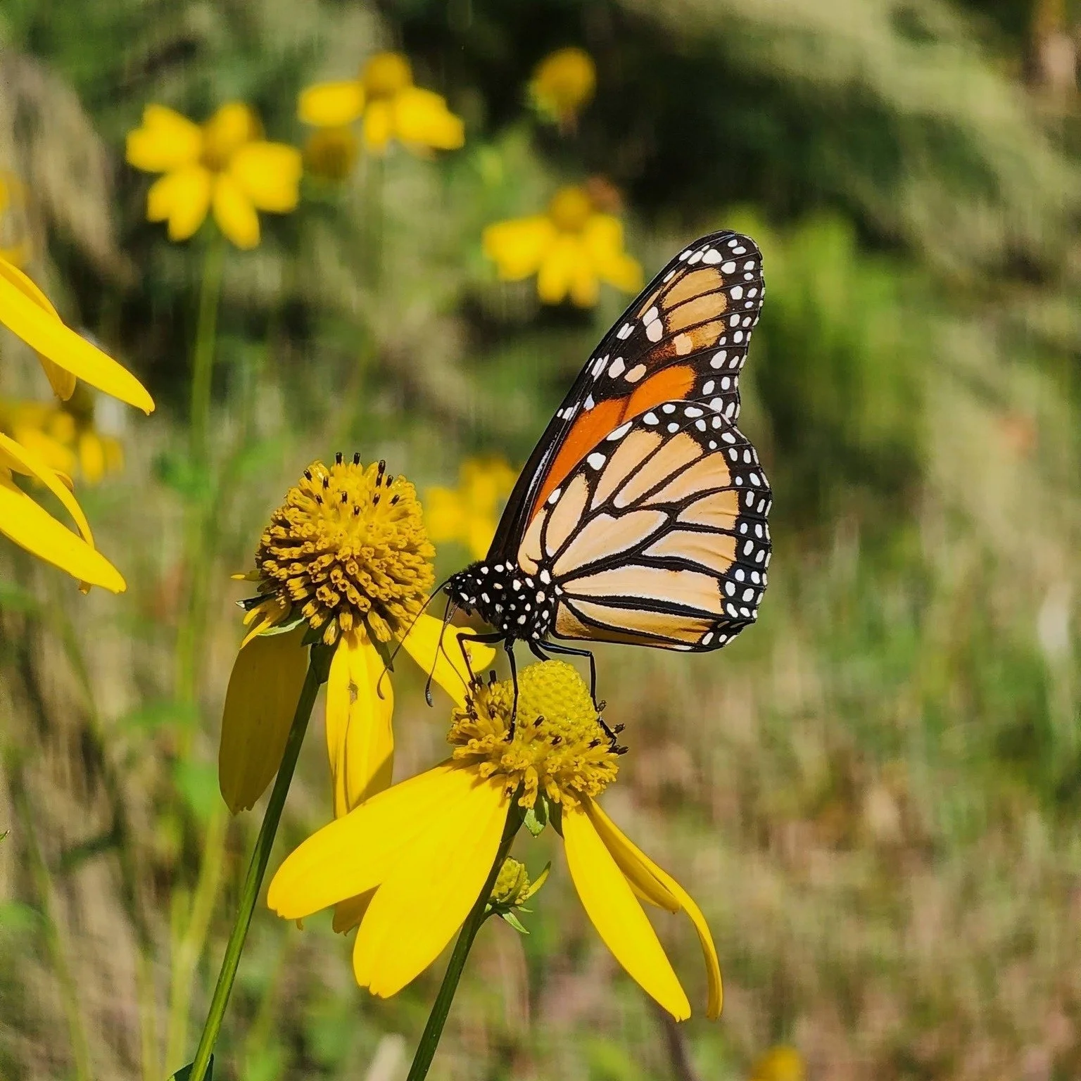 There&rsquo;s more than just plants at our Native Plant Sale next weekend! Stick around after you shop and join us for a guided walk or hands-on workshop:

🦋 Butterfly Garden Tour
Saturday, May 9 @ 10 AM
Explore the newly installed butterfly gardens