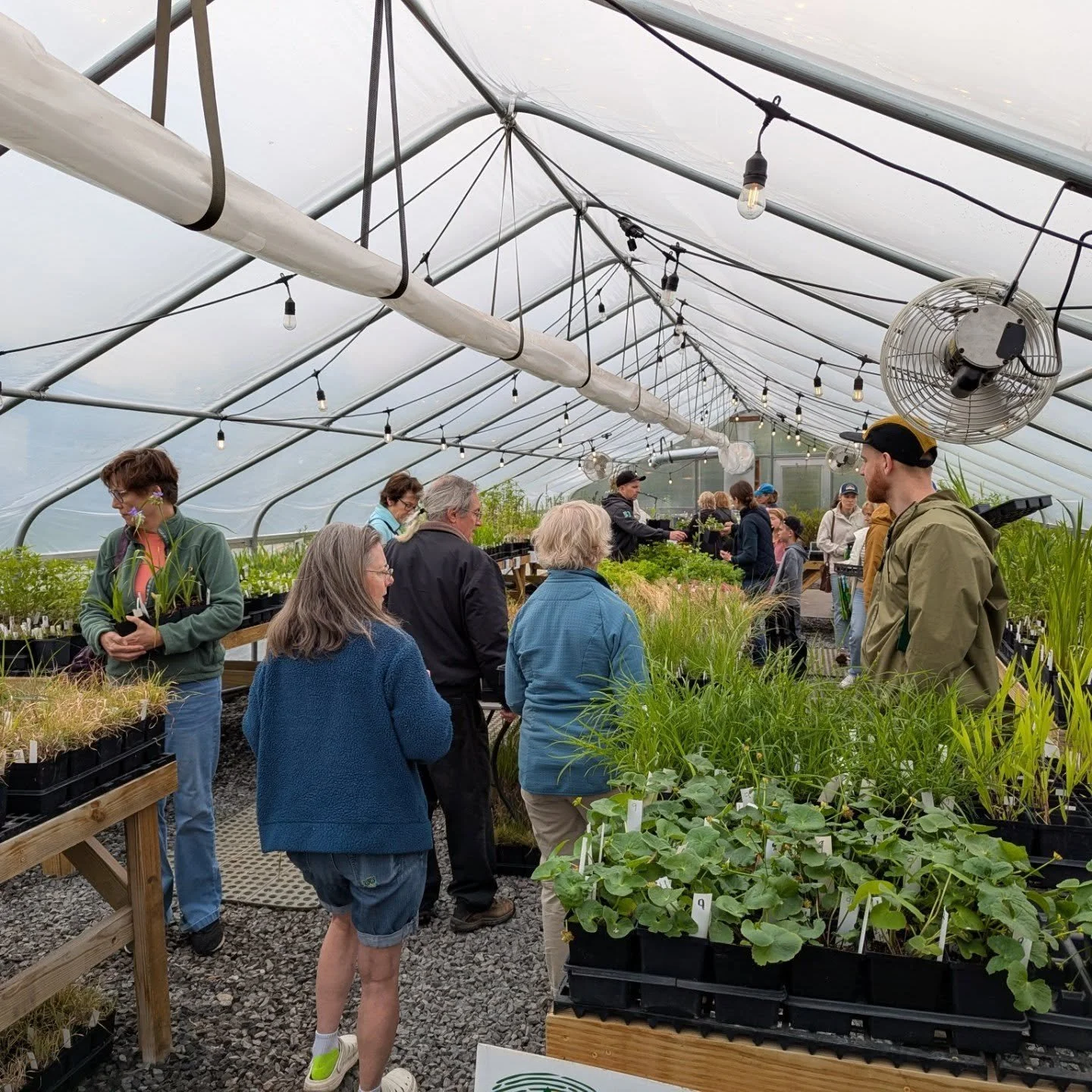 Visit us at Dragonfly Farm today between now and 4:00 pm to get your favorite native plant species! Trees and shrubs from Behmerwald Nursery are also available!