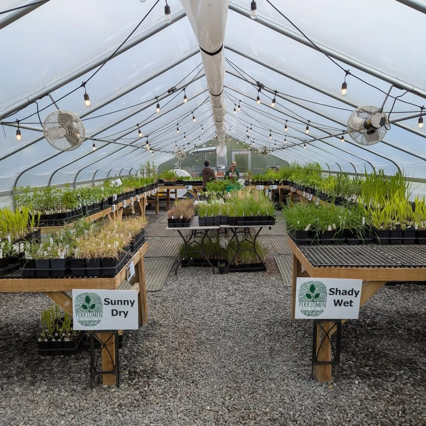 Stop by the Native Plant Sale tomorrow at Dragonfly Farm at Reiff Park between 9:00 am - 1:00 pm!! We still have plenty of great native perennials AND will be getting more trees and shrubs from Behmerwald Nursery!