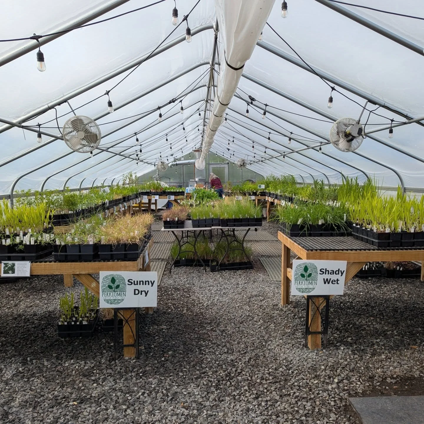 Good morning! The sun is shining, the birds are chirping, and we have native plants!!! Join us from 9:00 am - 1:00 pm at Dragonfly Farm at Reiff Park! We have a great selection of native plants, including trees and shrubs from Behmerwald Nursery!