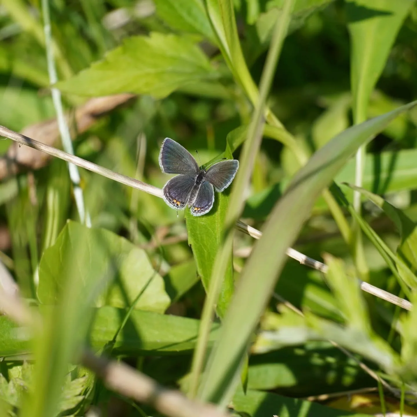 Butterfly Surveys have begun! Join in on the Conservancy's newest citizen science project and help us record our fluttering friends that inhabit the watershed! Visit our website to learn more and sign-up: www.perkiomenwatershed.org