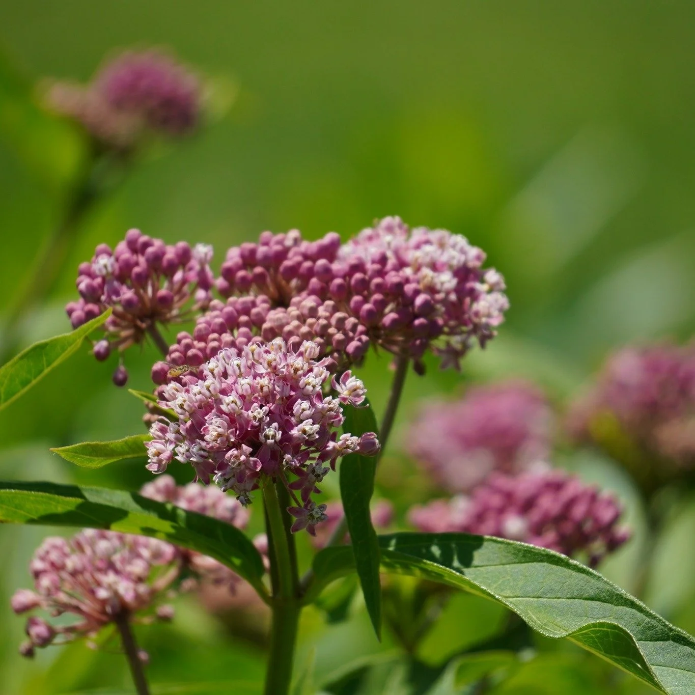 Join us tonight at 7:00 pm for a Rain Garden Workshop hosted at Perkiomen Valley Brewery and learn how to manage those pesky wet areas in your yard!! Register now by visiting our website: www.perkiomenwatershed.org/store/p/rain-garden-workshop-at-per