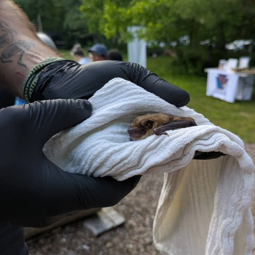 Thank you to everyone who came out last night to our Bat program &amp; release last night! We hope you enjoyed learning a little more about some of the incredible creatures who share our watershed. Special thanks to @pa_bat_rehab, we hope to collabor