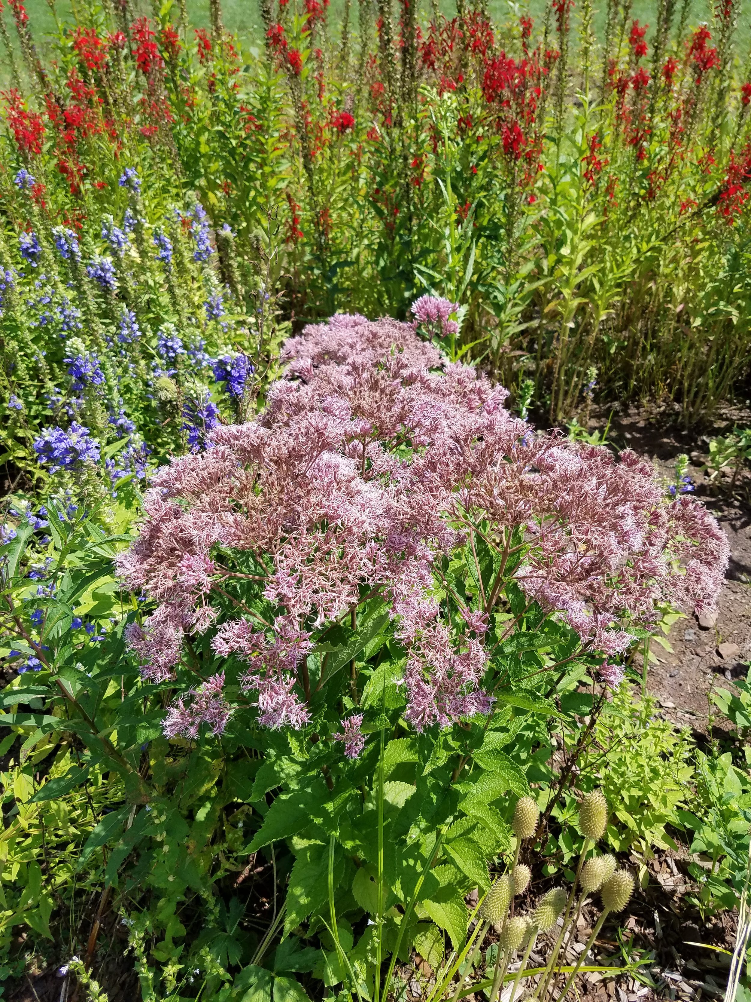 Hatfield Township Rain Garden Workshop