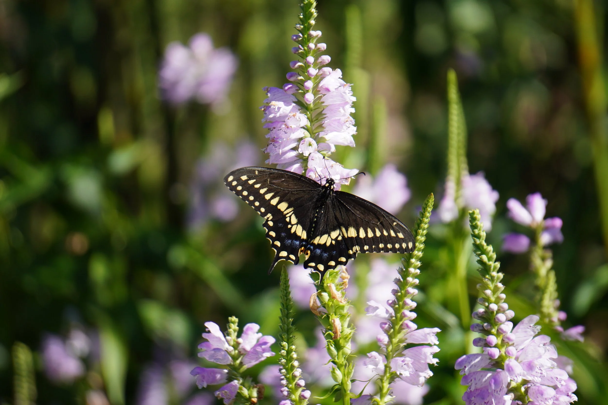 Native Plant &amp; Herb Gardening for Butterflies Workshop