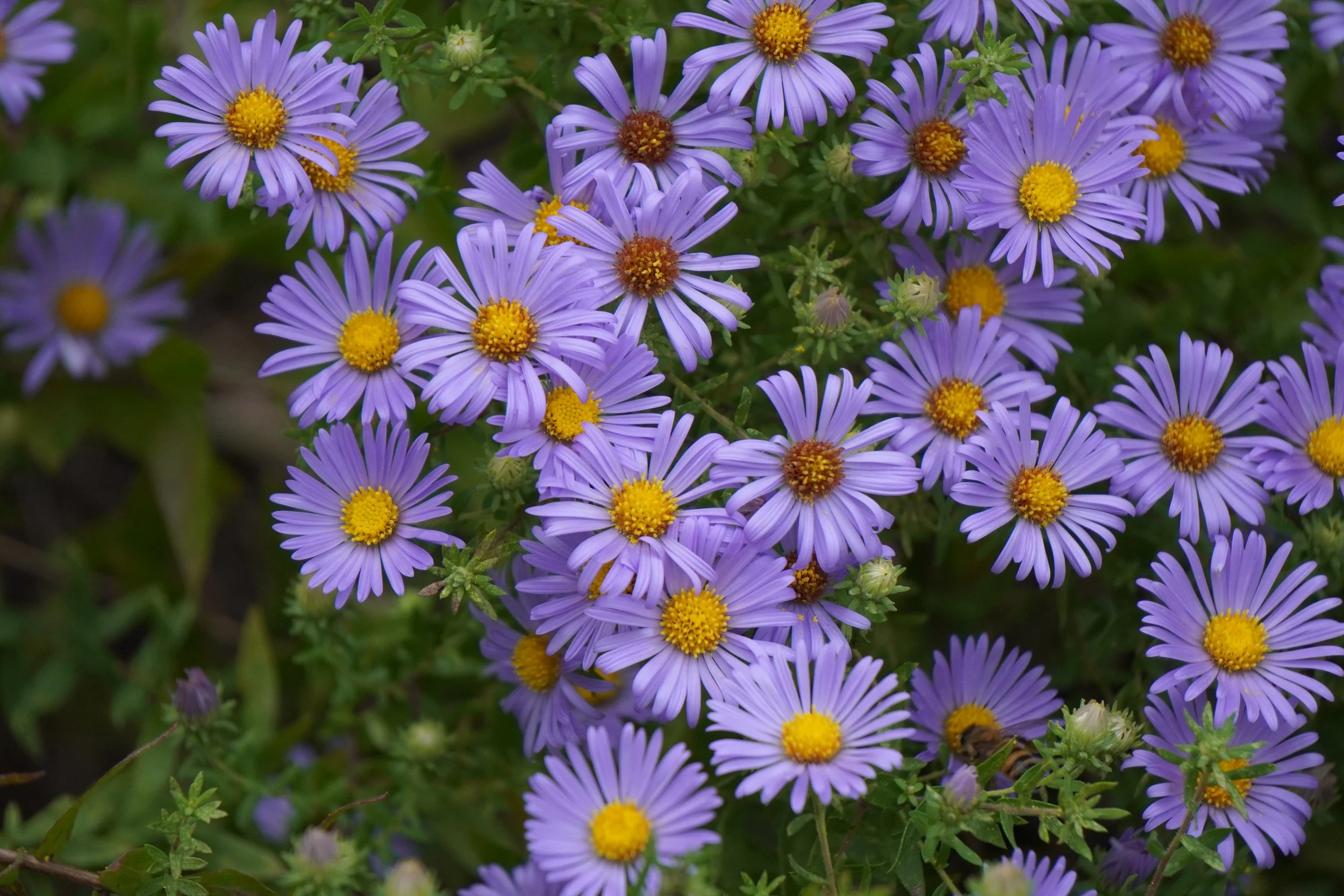 Pop-up Native Plant Sale!
