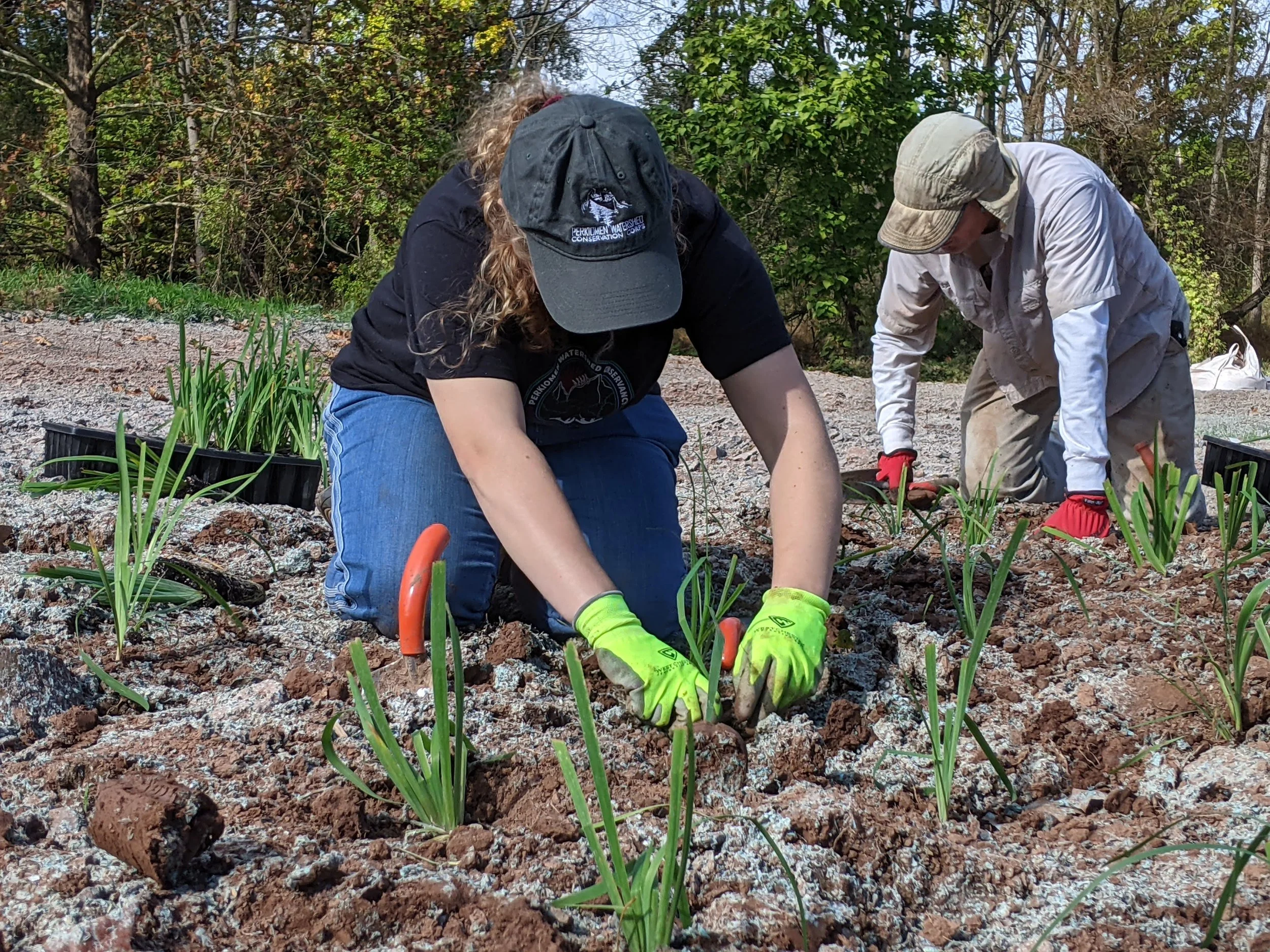 Reiff Park Rain Garden Planting