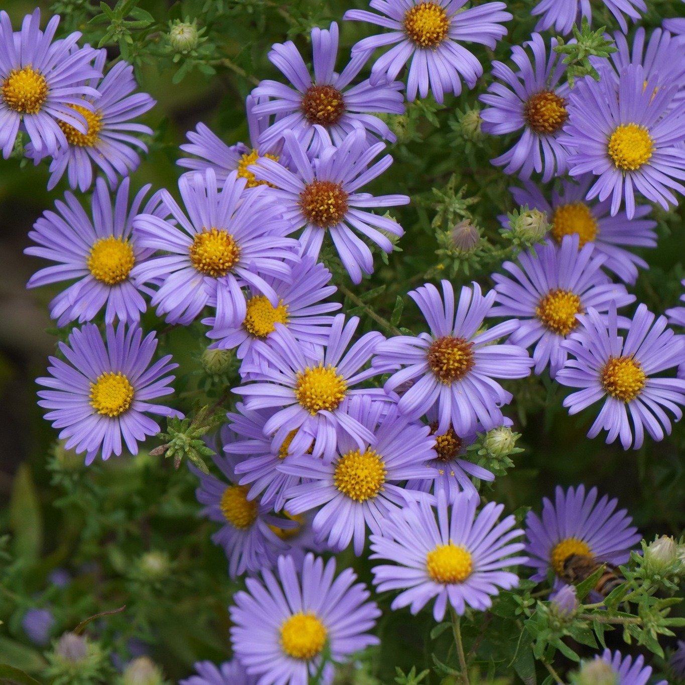 Fall is the perfect time to add native plants to your yard!

Join us September 30 from 6:30&ndash;7:30 PM at the New Hanover Township Building to learn how to expand your native garden and choose the right species for your property.

Choose from two 