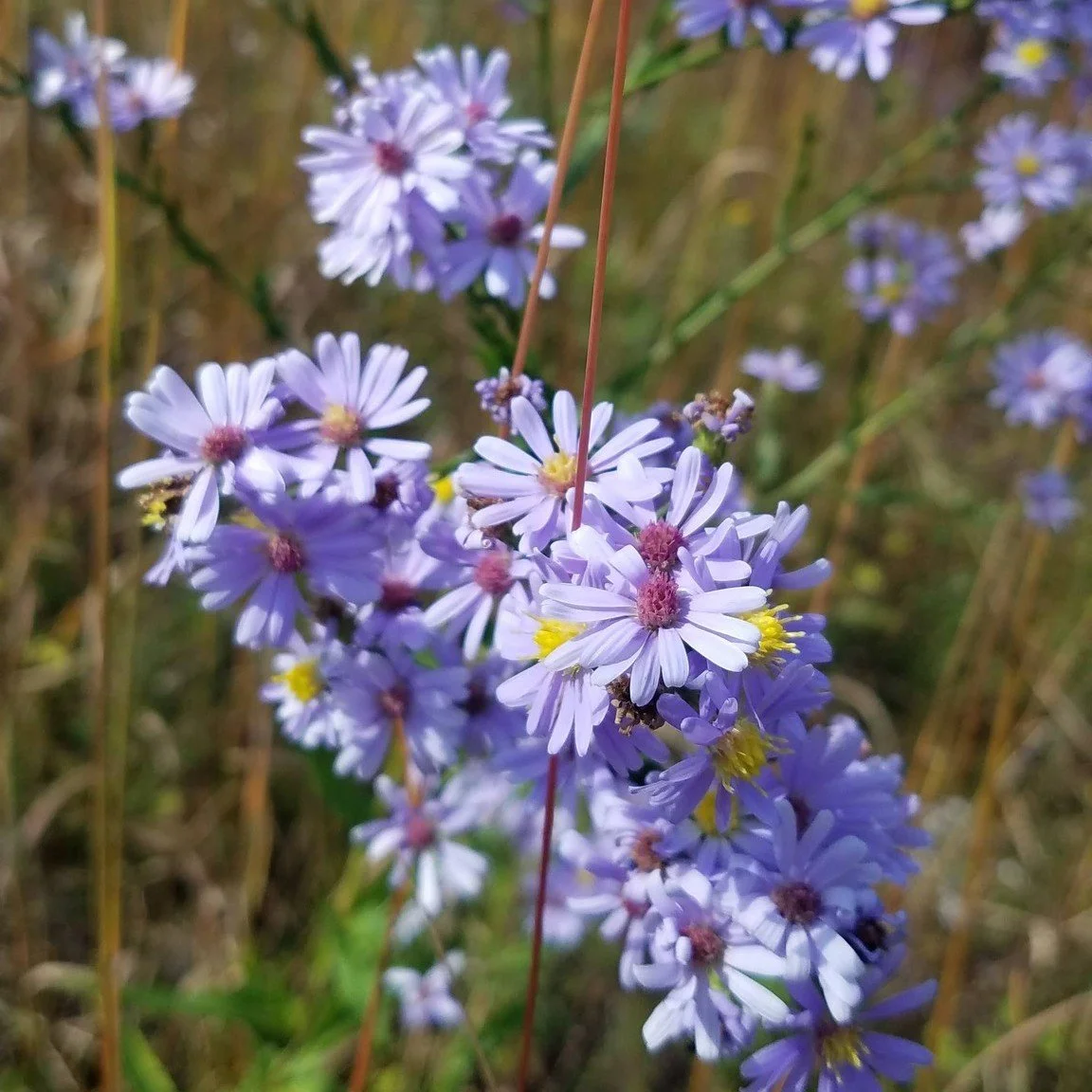 Pop-up Native Plant Sale!! We are hosting one final Pop-up Plant Sale for the year on October 22nd, from 3:00 pm - 6:00 pm at Dragonfly Farm at Reiff Park in Harleysville! $2.00 discount per plant at check out! Don't miss your chance to grab some gre