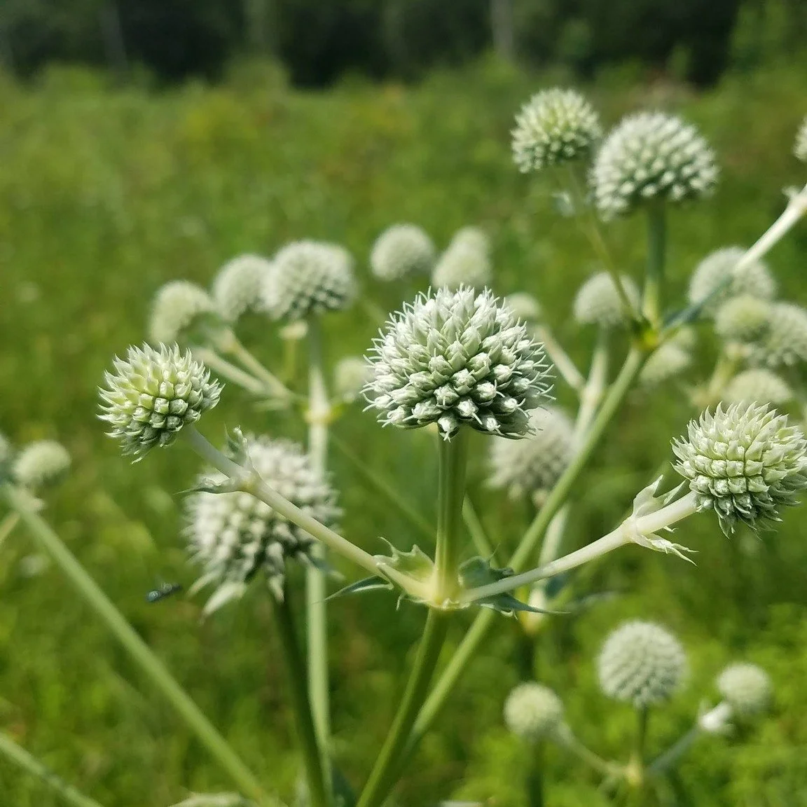 Fall is the best time of the year to plant! Don't miss the Pop-up Native Plant Sale this Thursday, October 22nd from 3:00 pm - 6:00 pm at Reiff Park! $2.00 discount per plant at check out!!! Learn more on our website: www.perkiomenwatershed.org/nativ