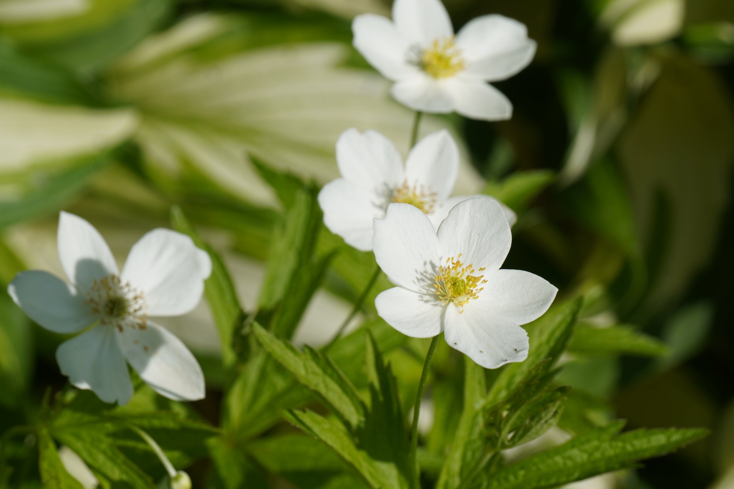 Canada Anemone - Anemone canadensis