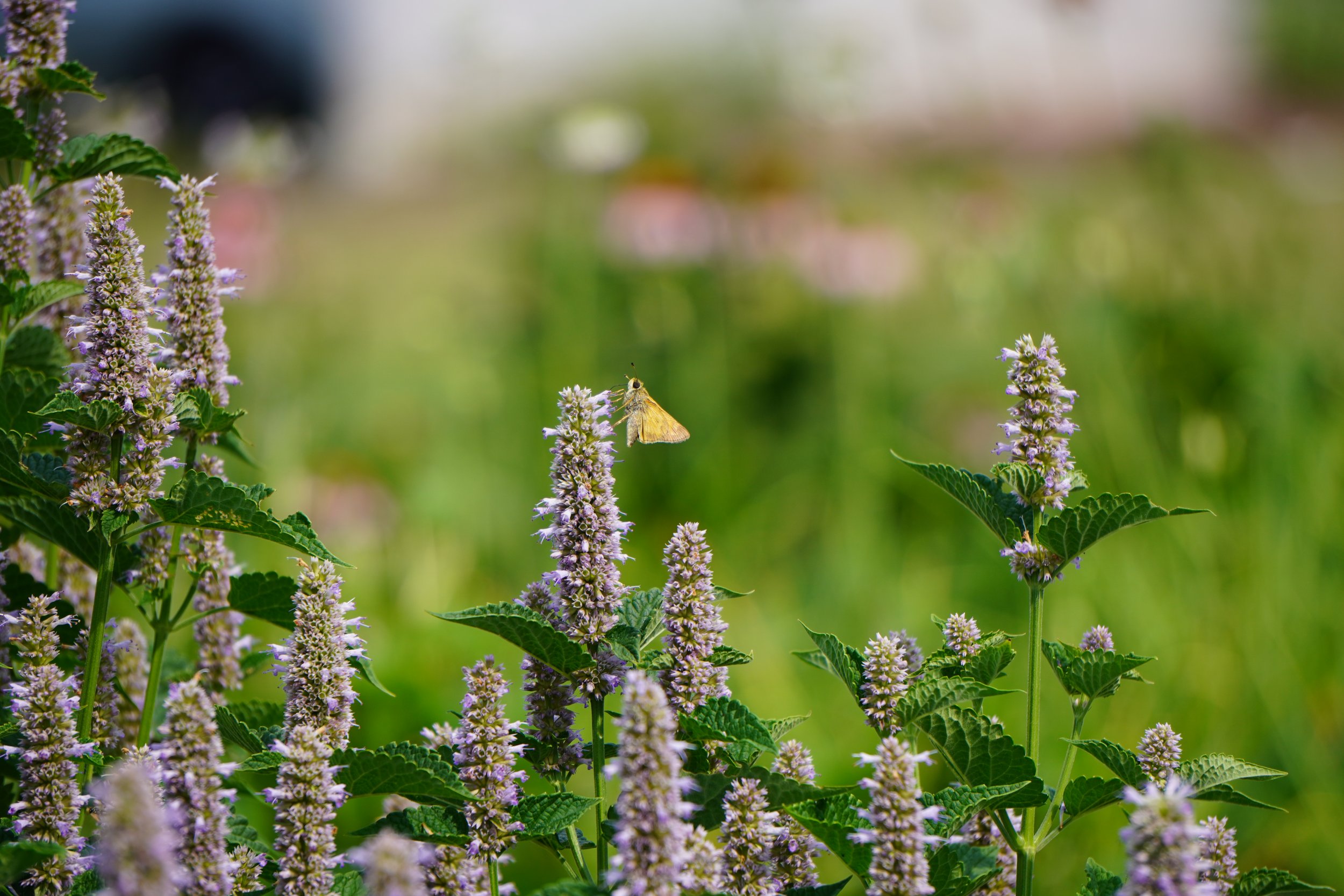 Anise Hyssop - Agastache foeniculum