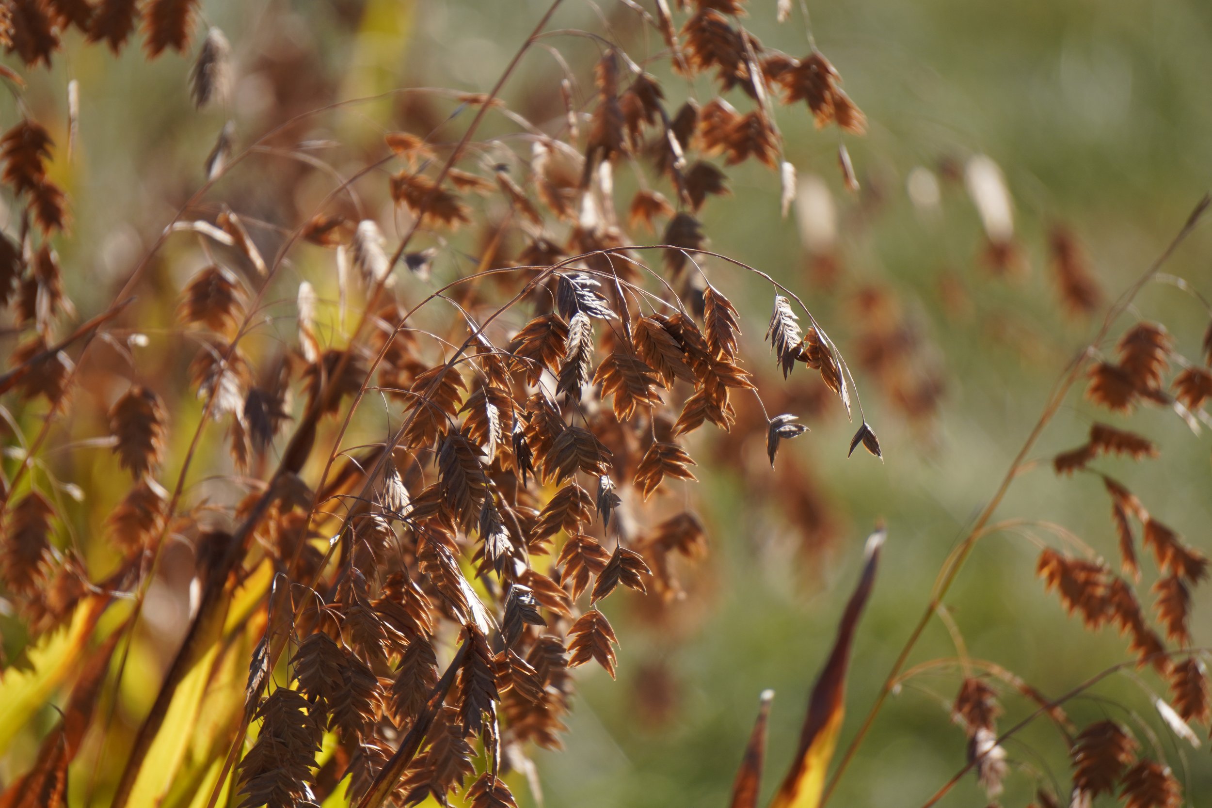 Wild Oats - Chasmanthium latifolium
