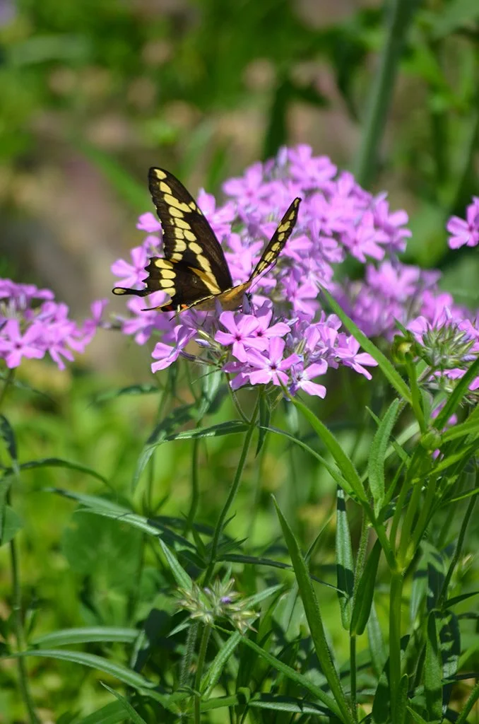 Prairie Phlox - Phlox pilosa