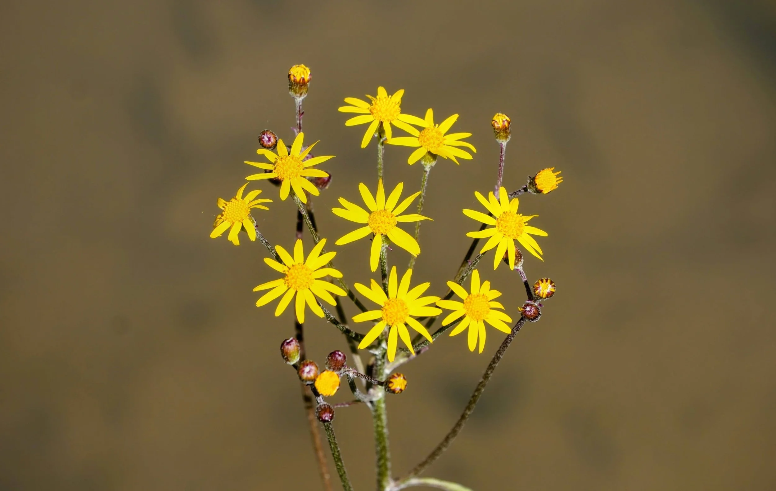 Golden Ragwort - Packera aurea — Perkiomen Watershed Conservancy