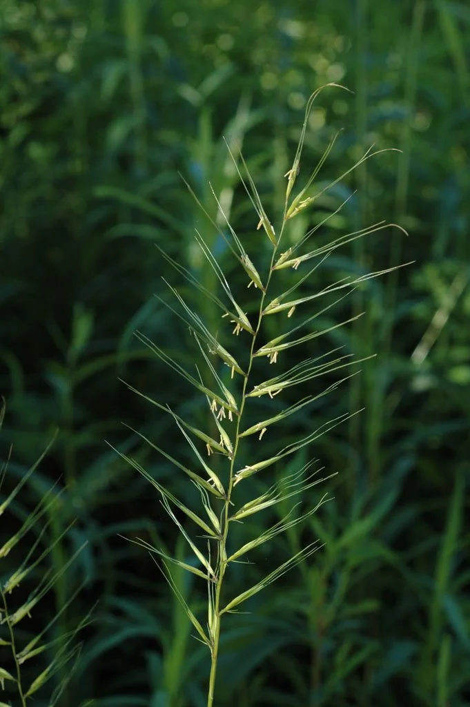 Bottlebrush Grass - Elymus hystrix